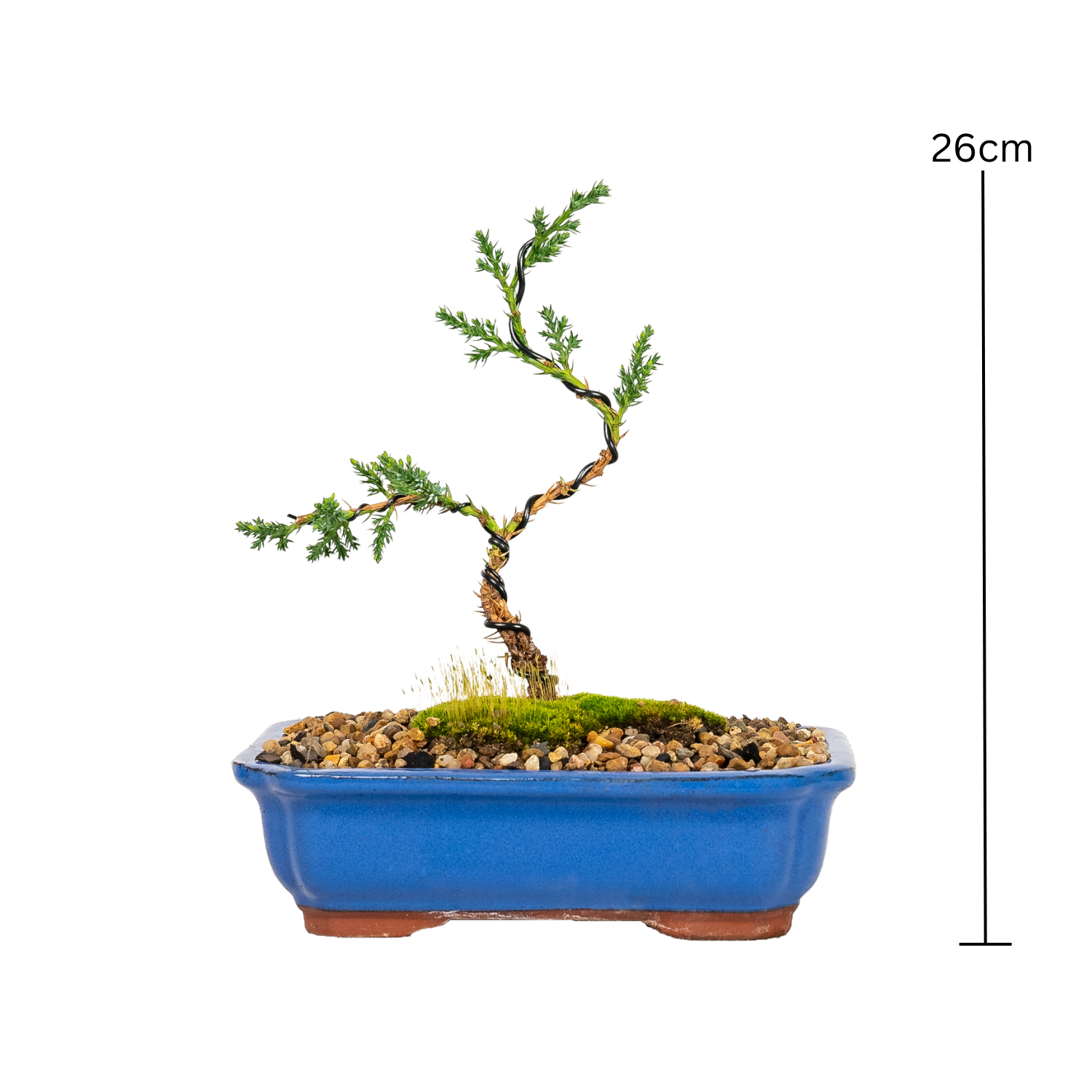 Juniper Bonsai (2020)