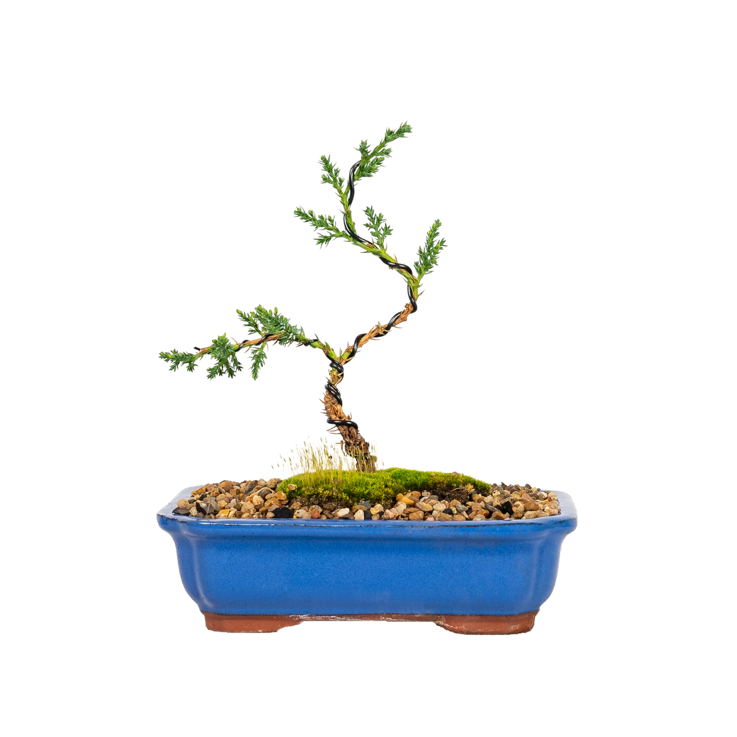 Juniper Bonsai (2020)