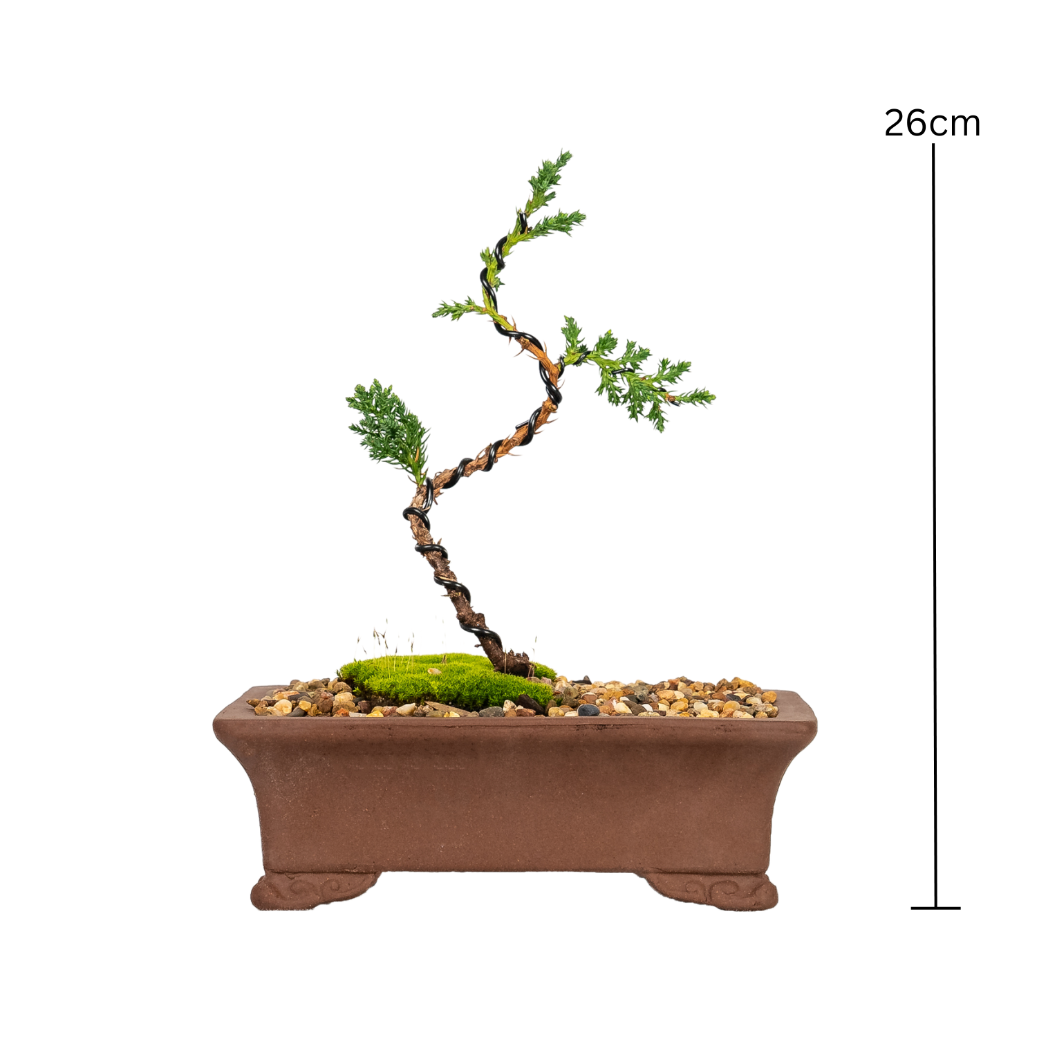 Juniper Bonsai (2020)