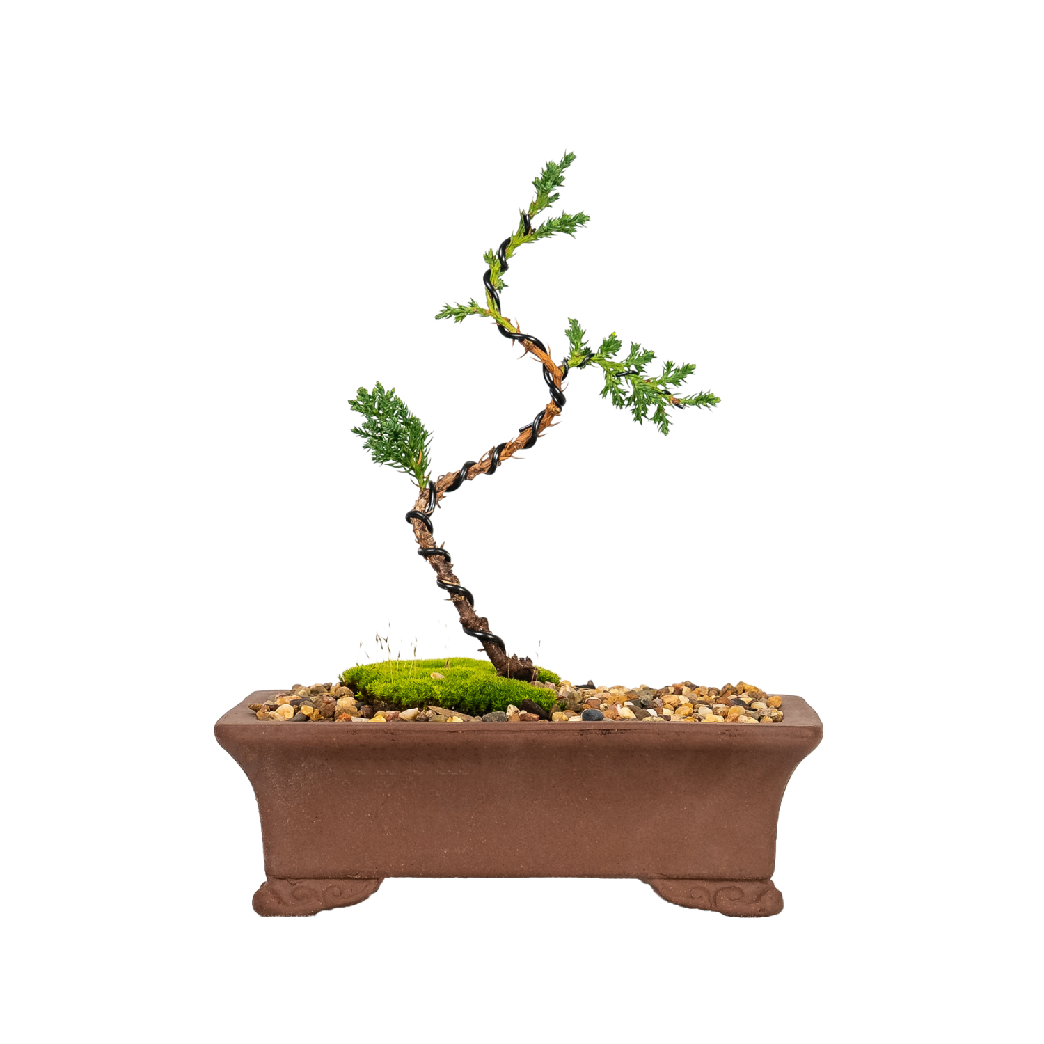 Juniper Bonsai (2020)