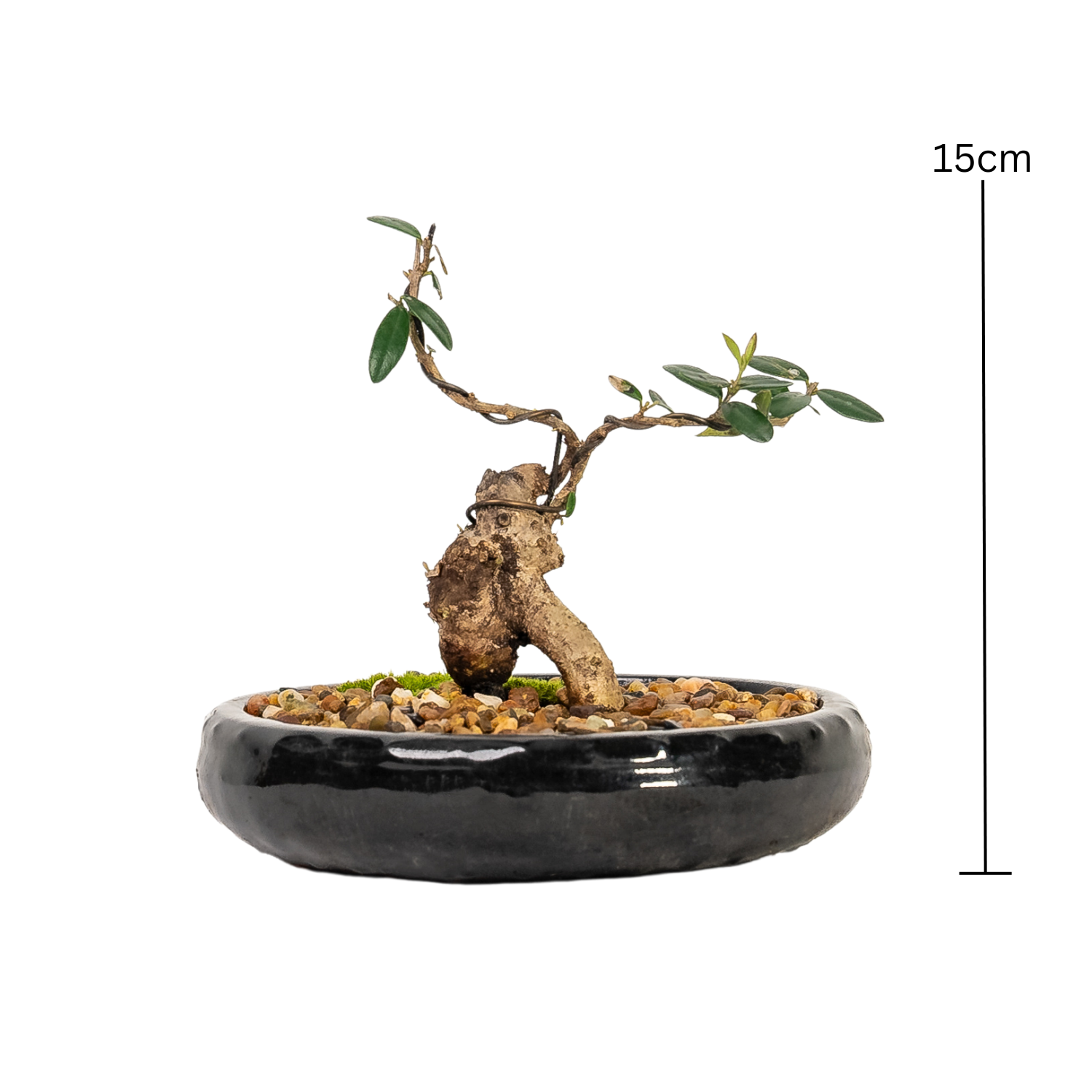 Asian Olive Bonsai (2015)