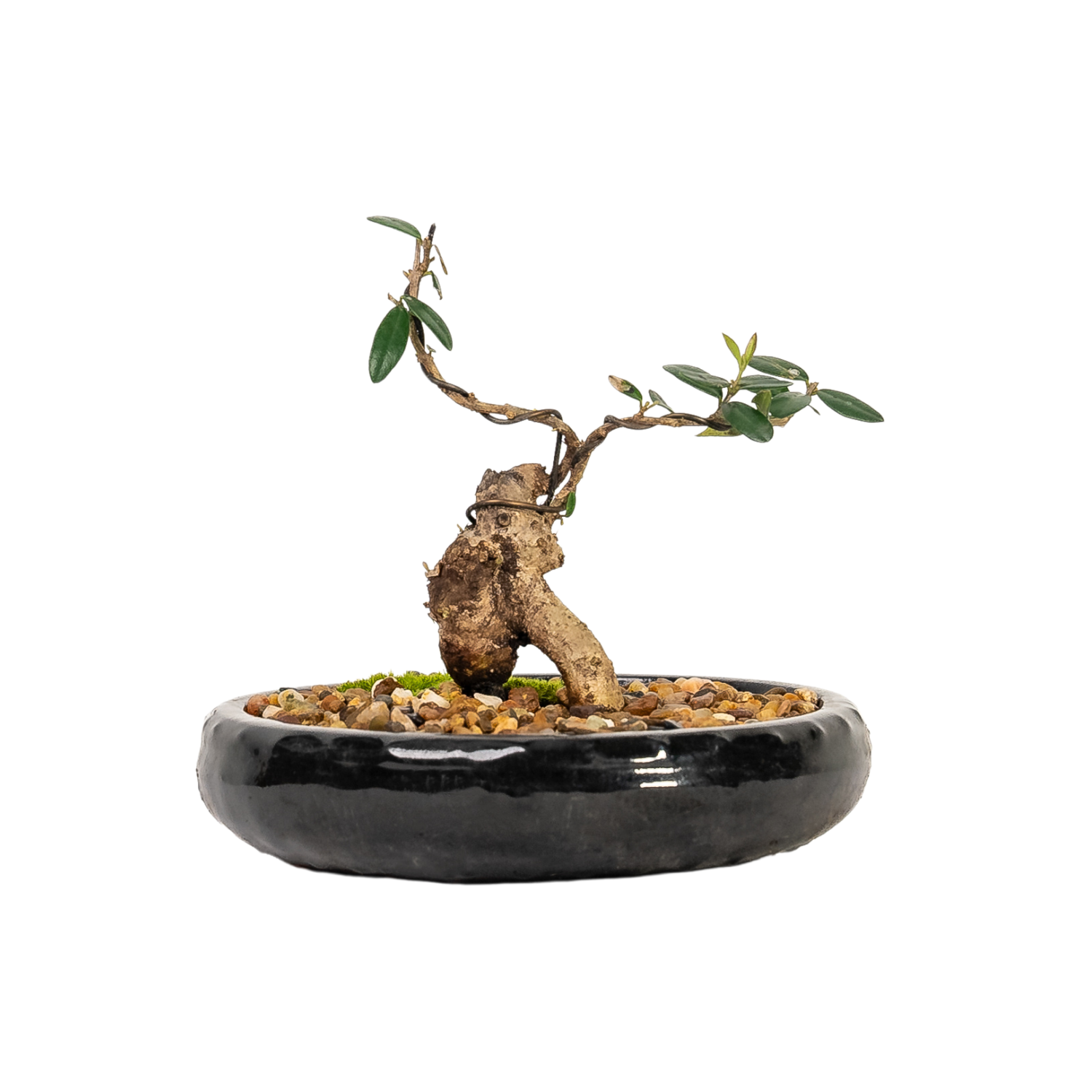 Asian Olive Bonsai (2015)