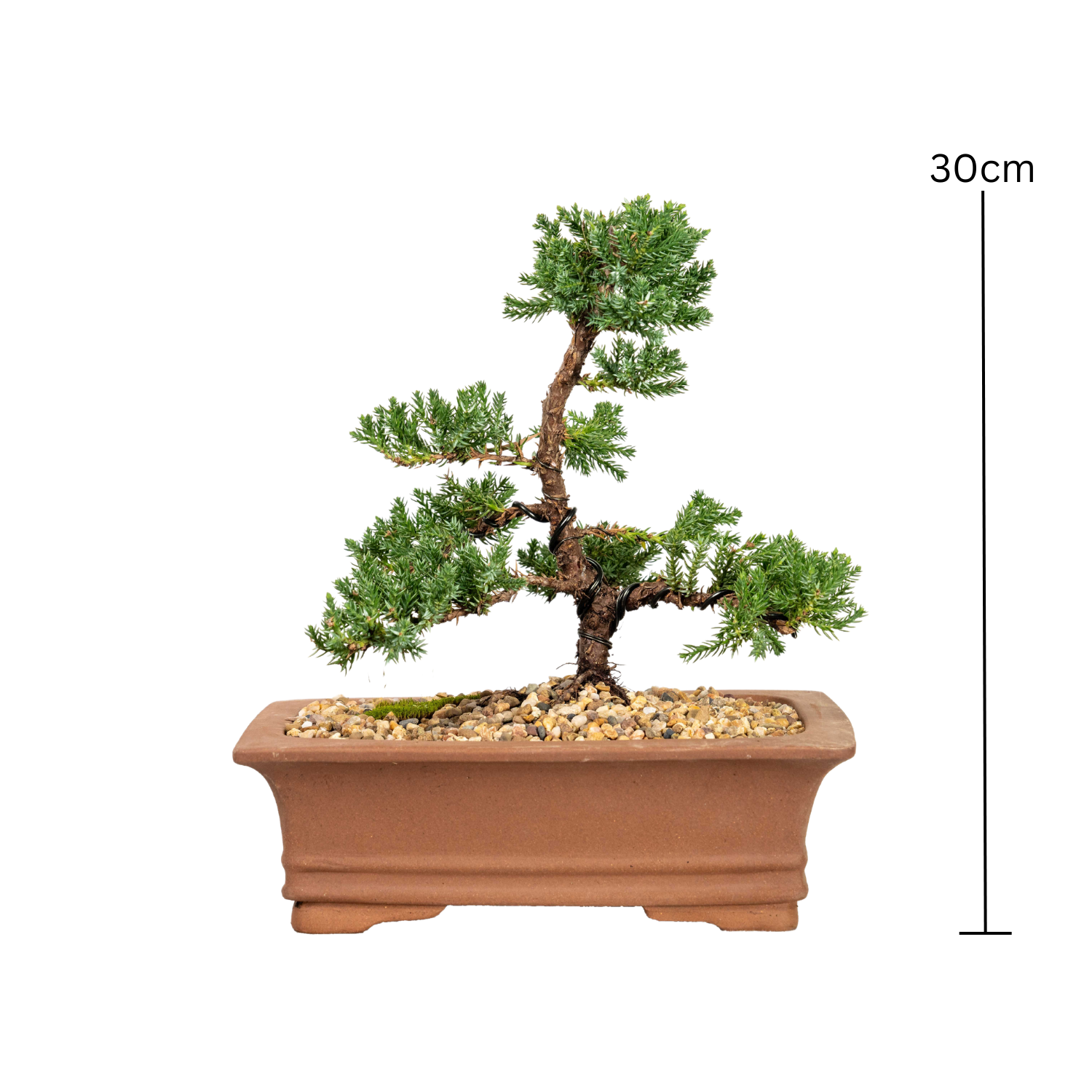 Juniper Bonsai (2009)