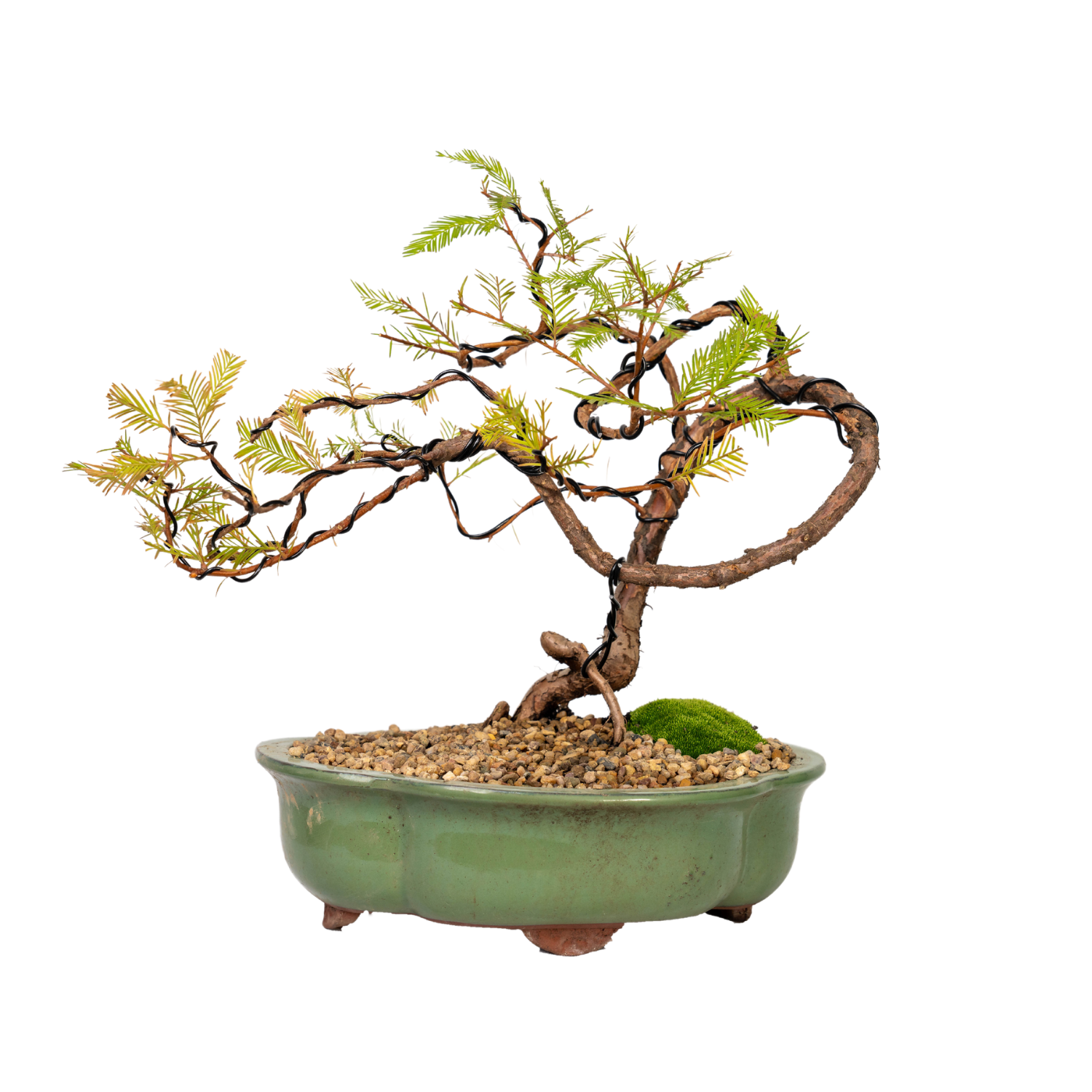 Swamp Cypress Bonsai (2000)