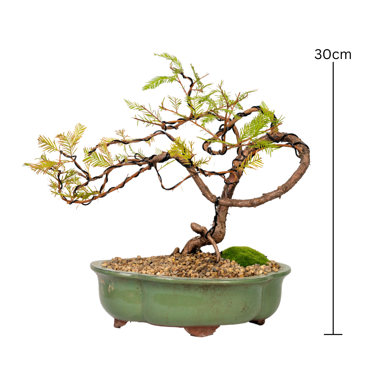 Swamp Cypress Bonsai (2000)