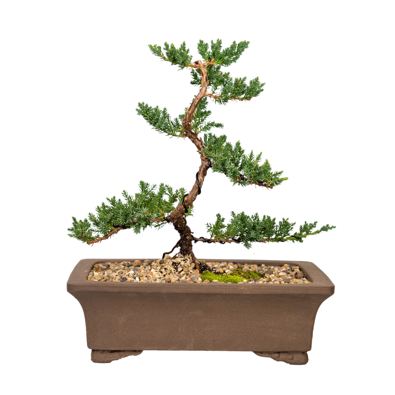Juniper Bonsai (2012)