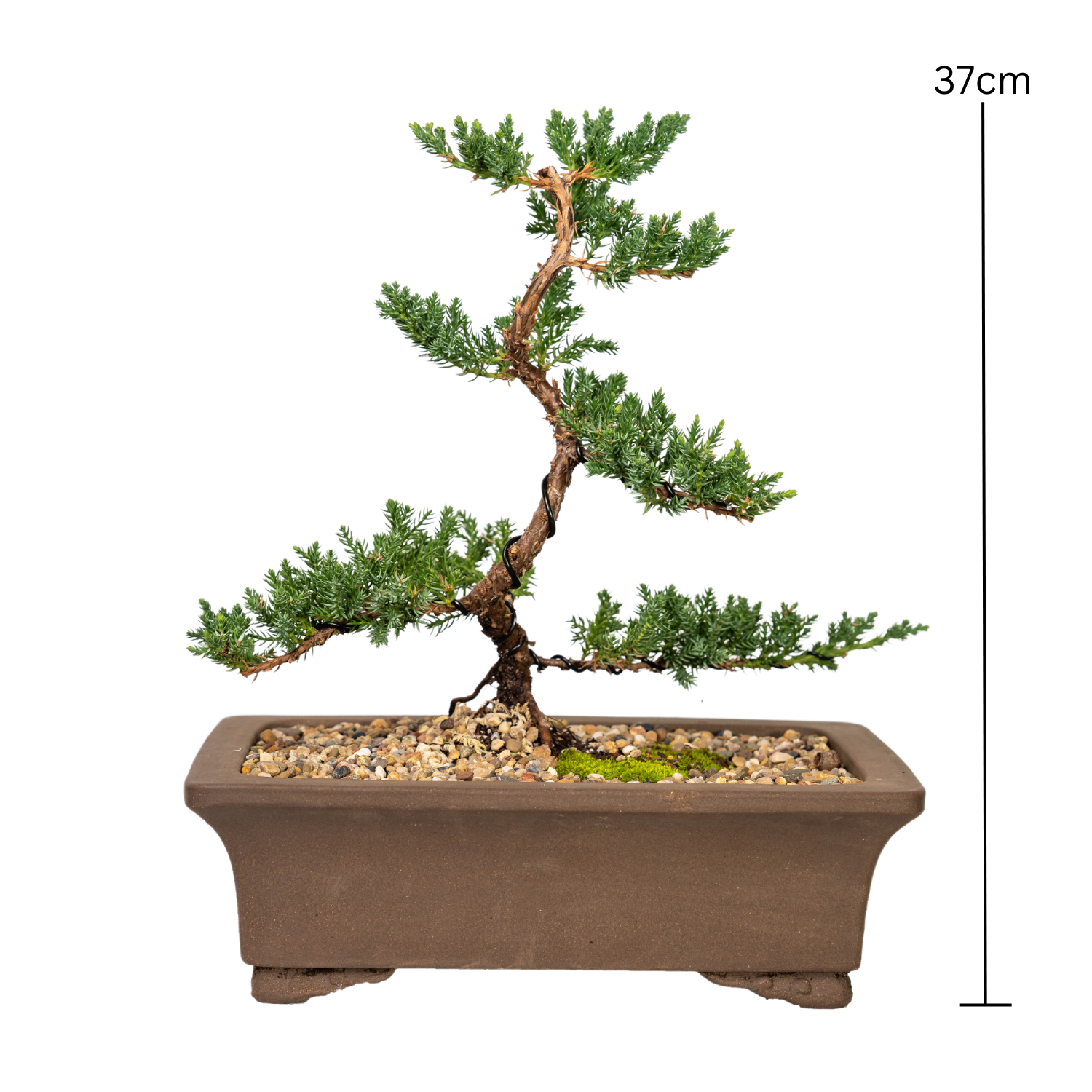 Juniper Bonsai (2012)