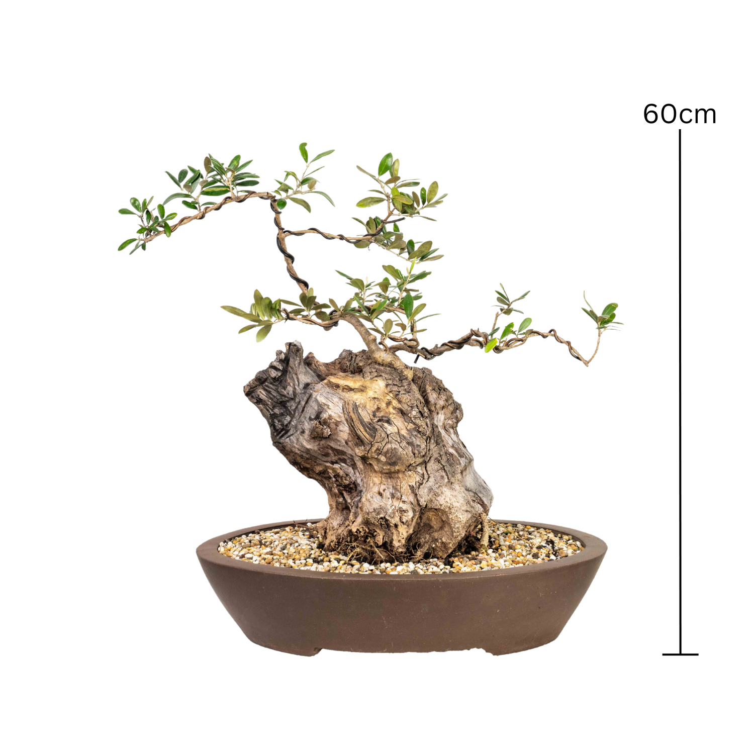 Olive Kalamata Bonsai (1982)