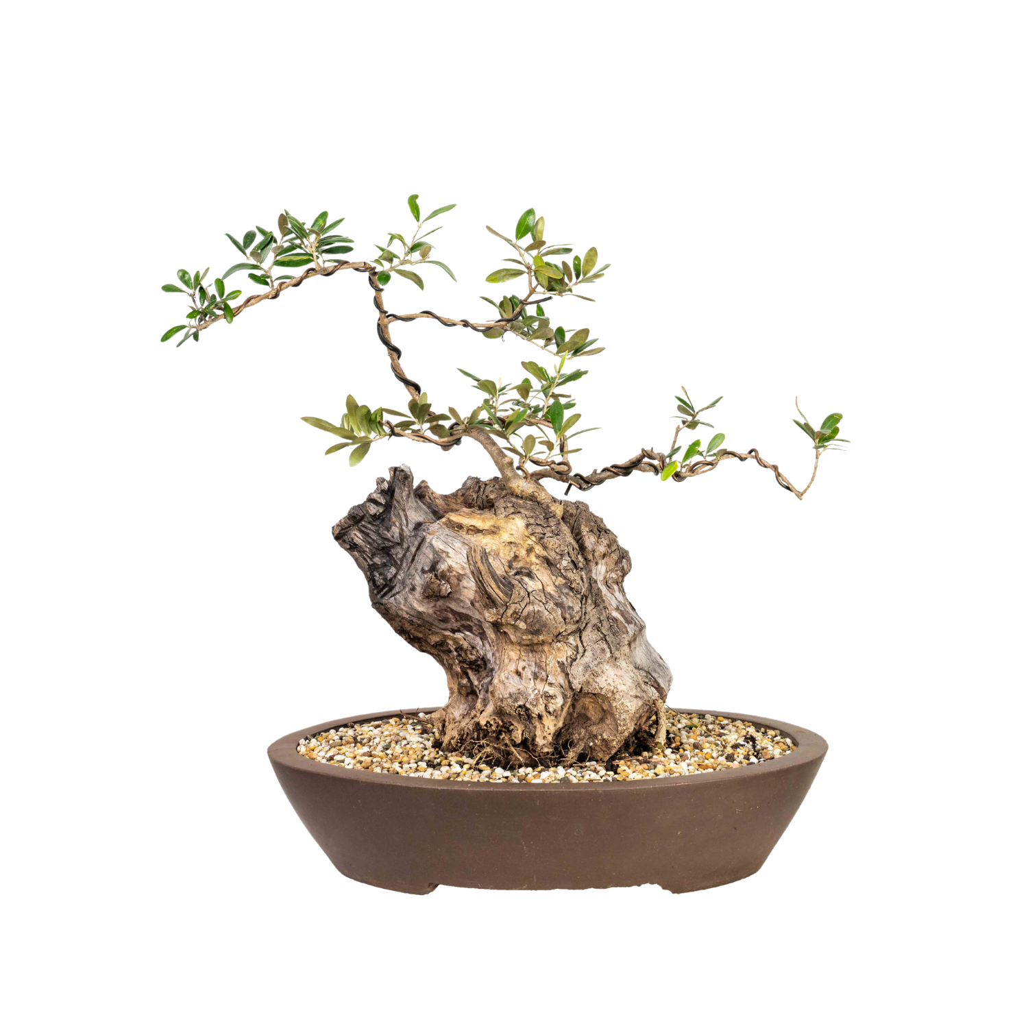 Olive Kalamata Bonsai (1982)
