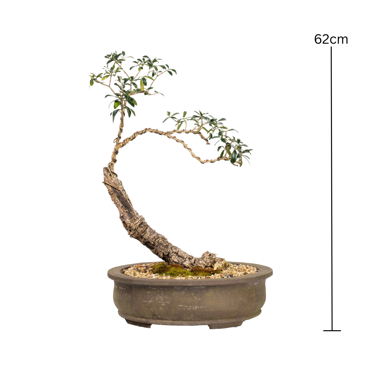 Asian Olive Bonsai (1997)
