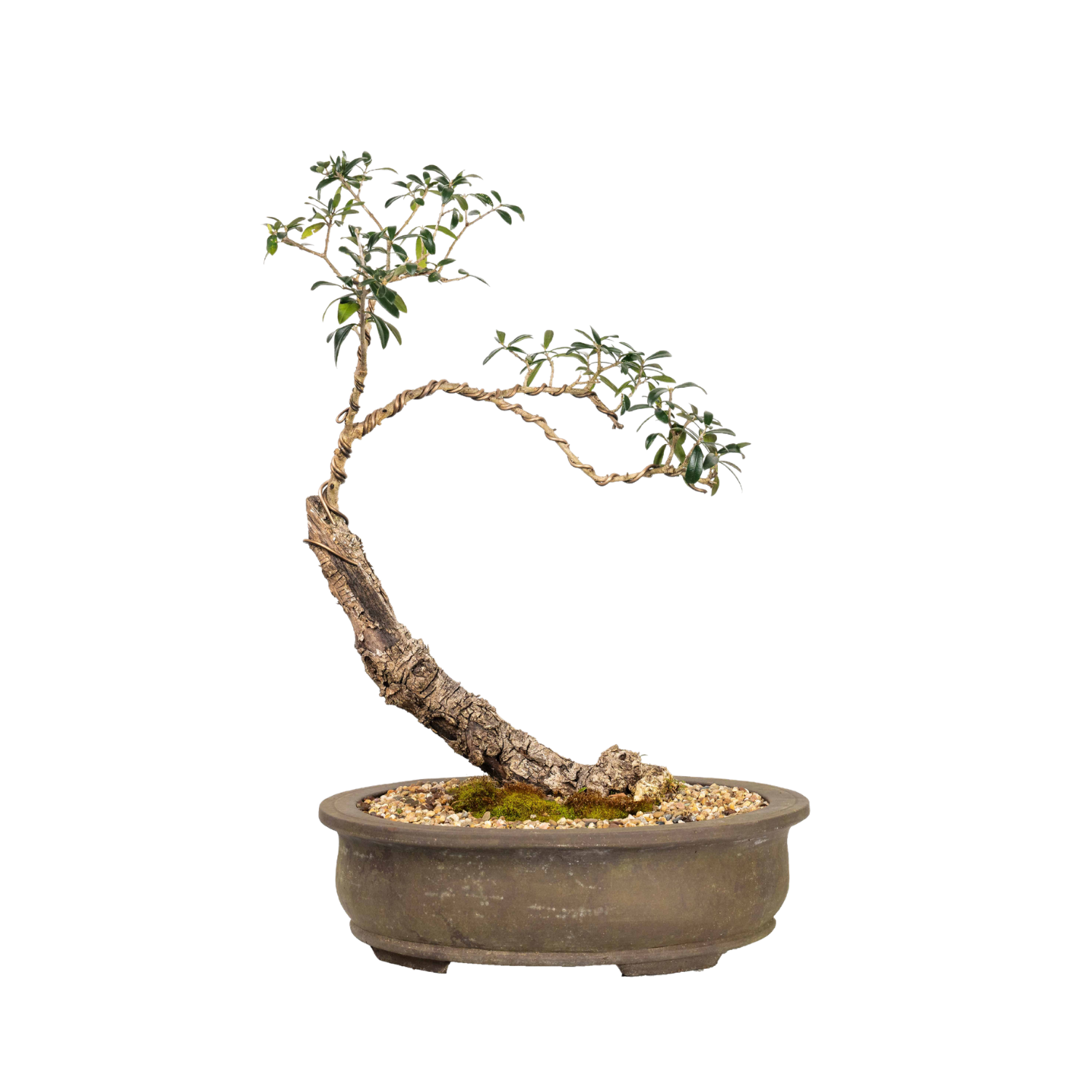Asian Olive Bonsai (1997)