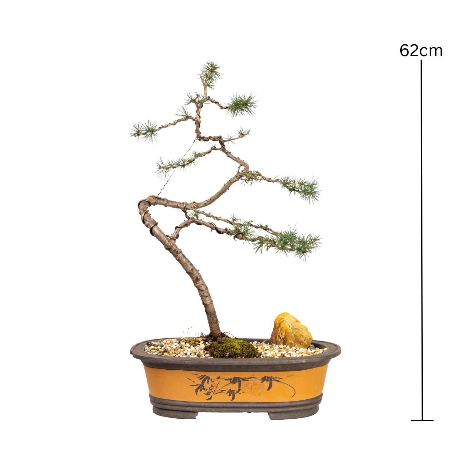 Atlantic Cedar Bonsai (2003)