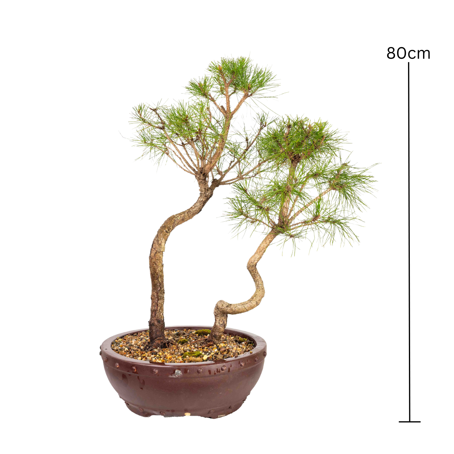 Chinese Pine Bonsai (1997)
