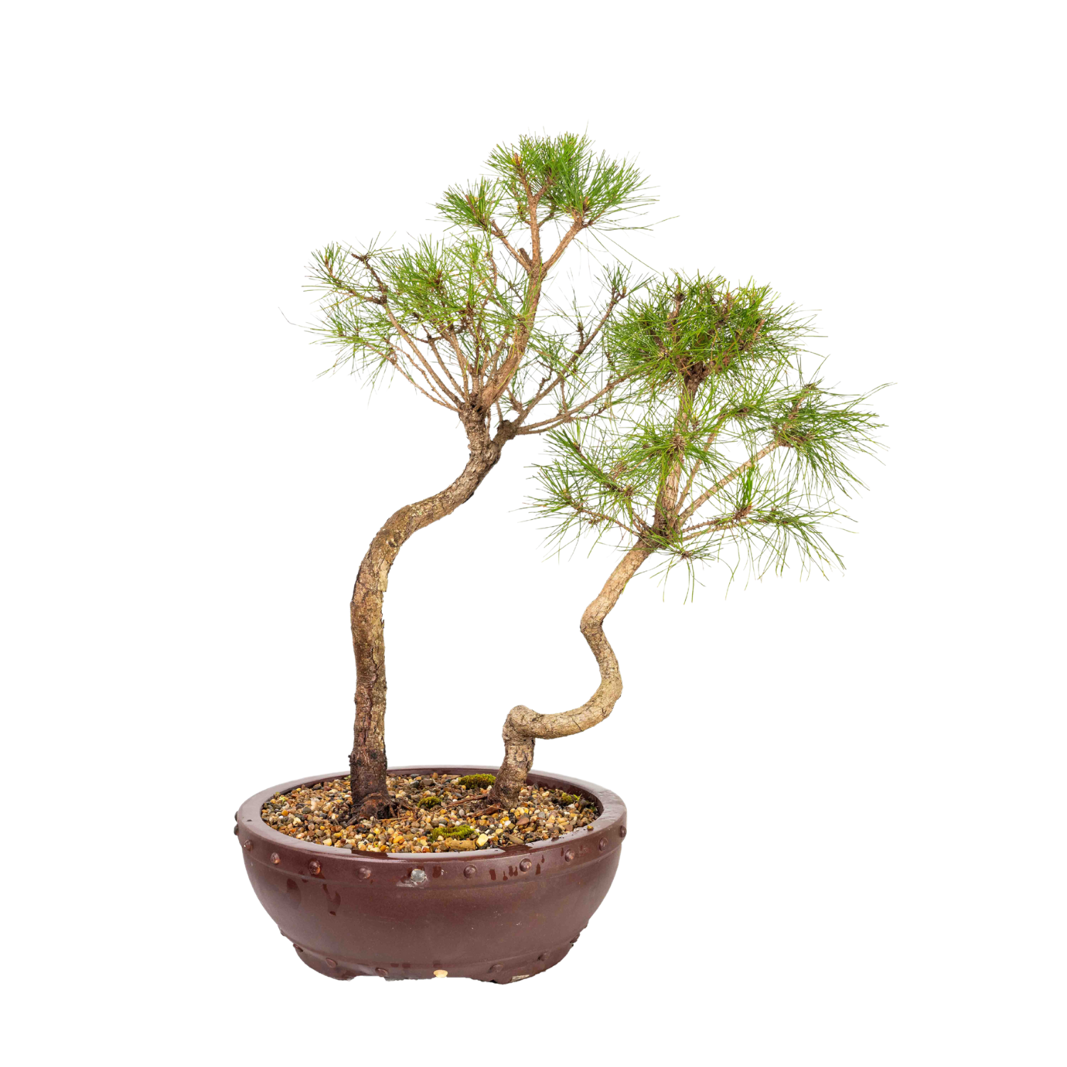 Chinese Pine Bonsai (1997)