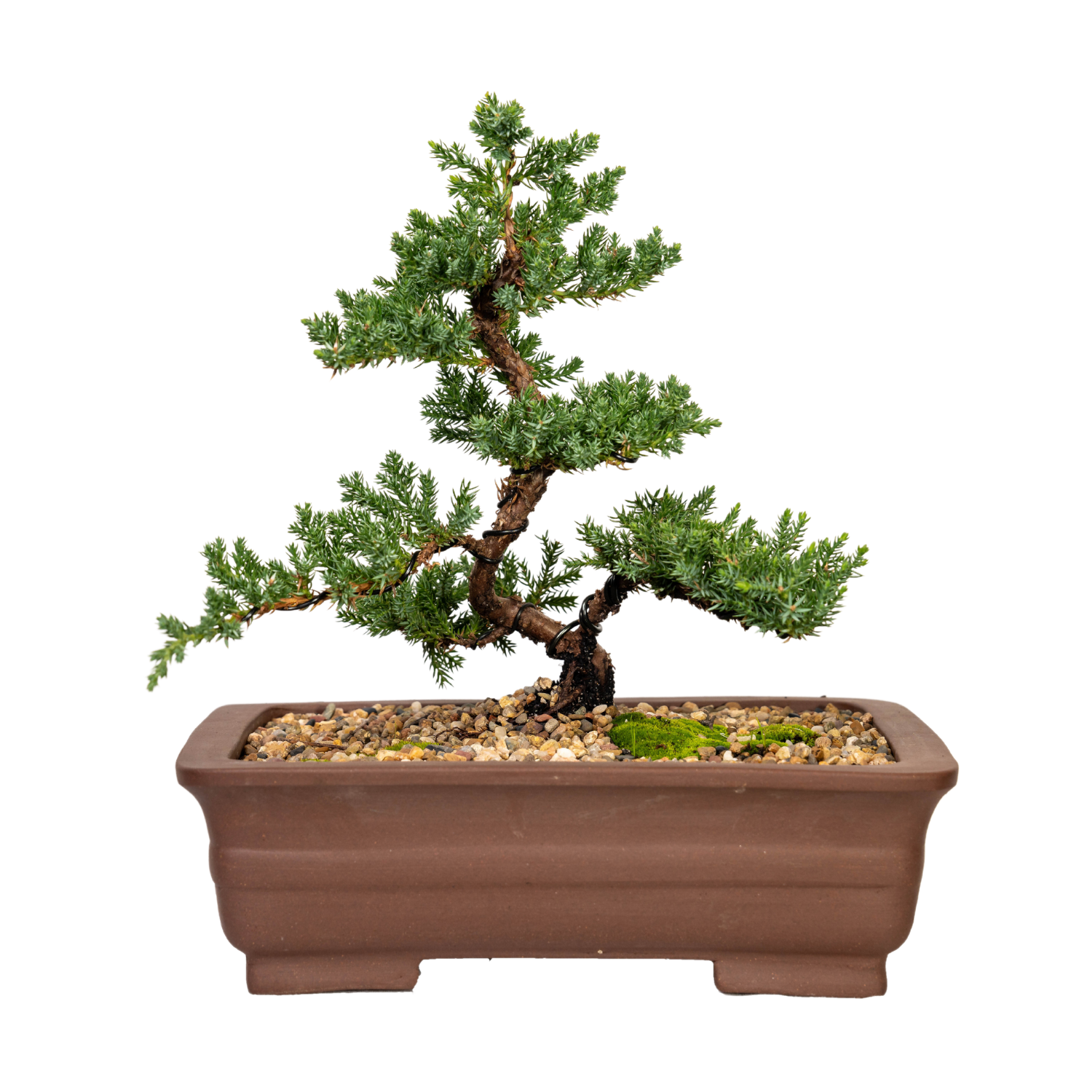 Juniper Bonsai (2012)