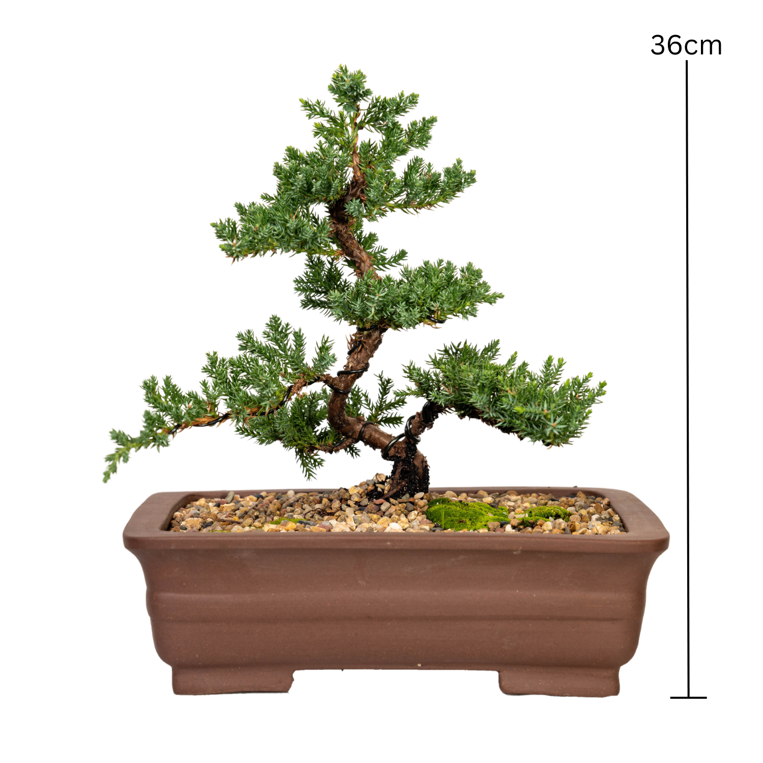 Juniper Bonsai (2012)