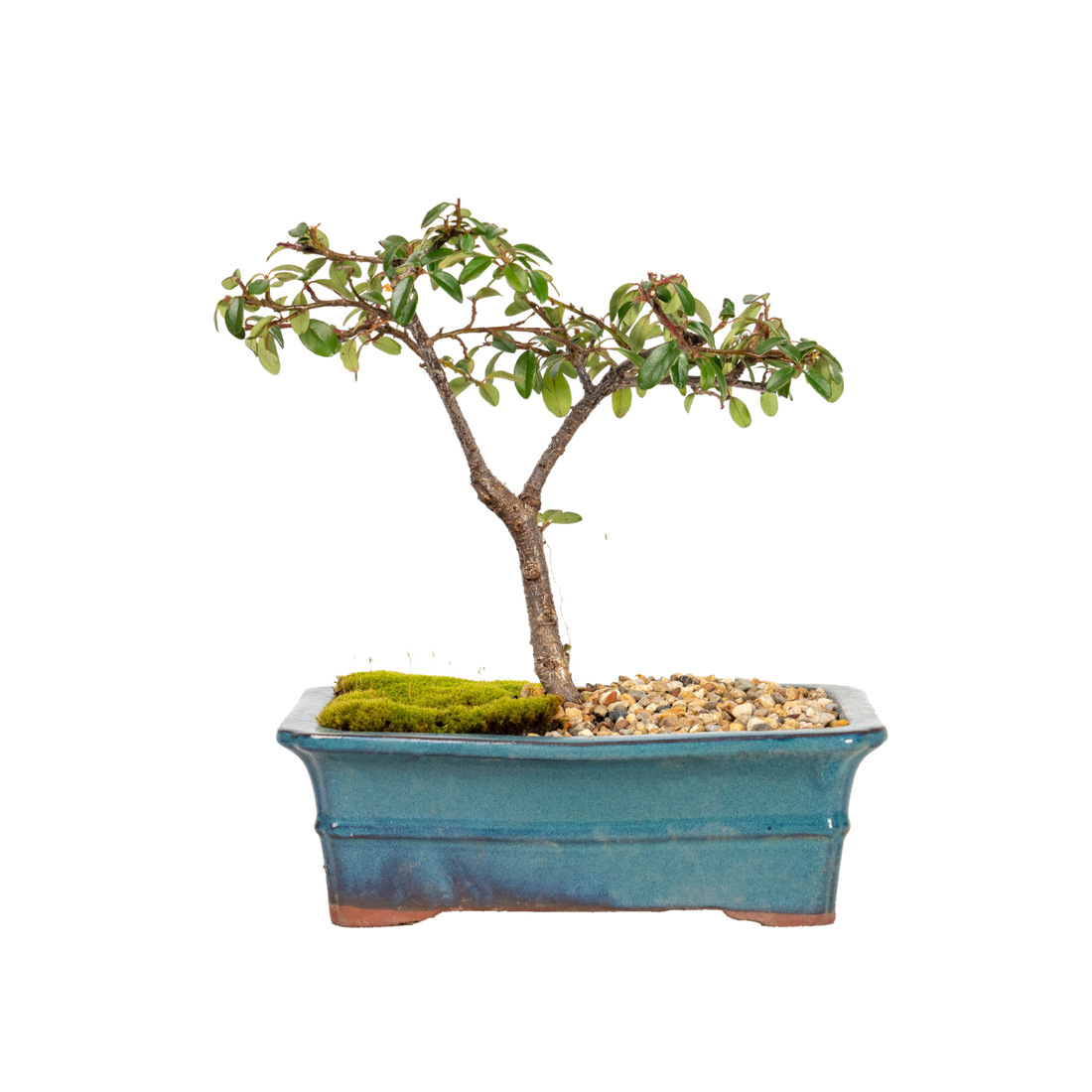 Cotoneaster Bonsai (2016)