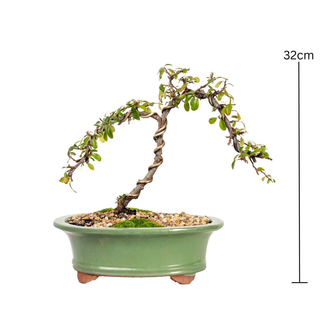 Cotoneaster Bonsai (2015)