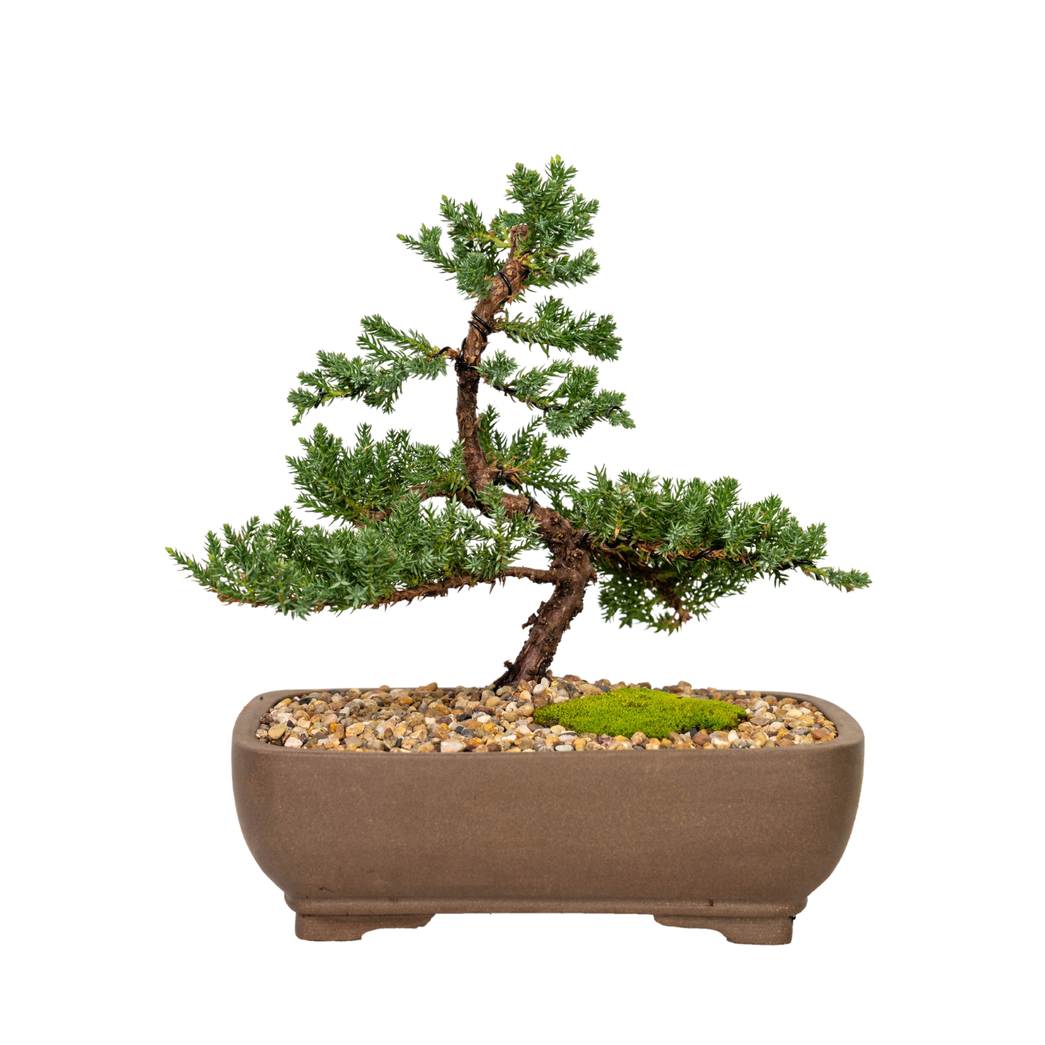 Juniper Bonsai (2012)
