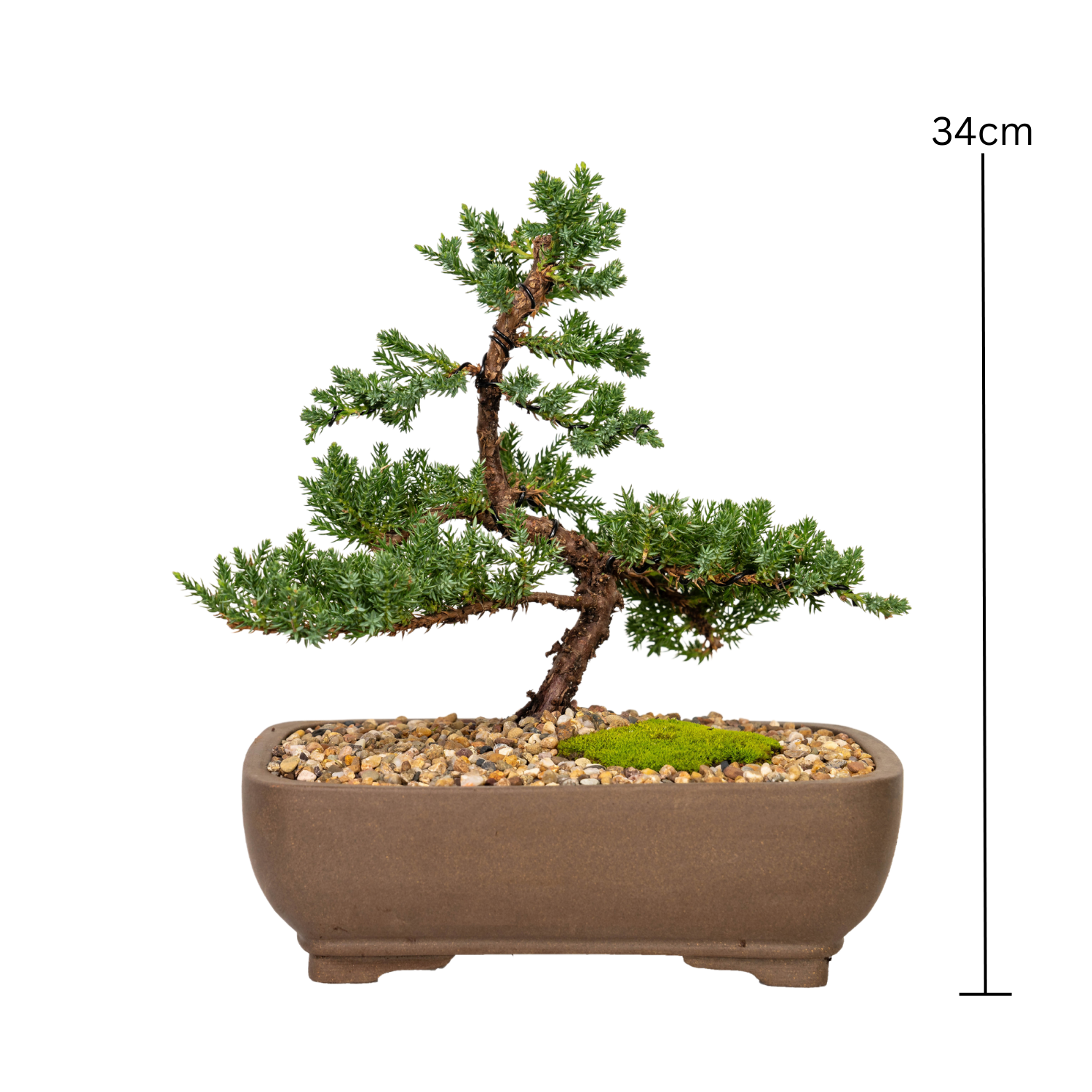 Juniper Bonsai (2012)