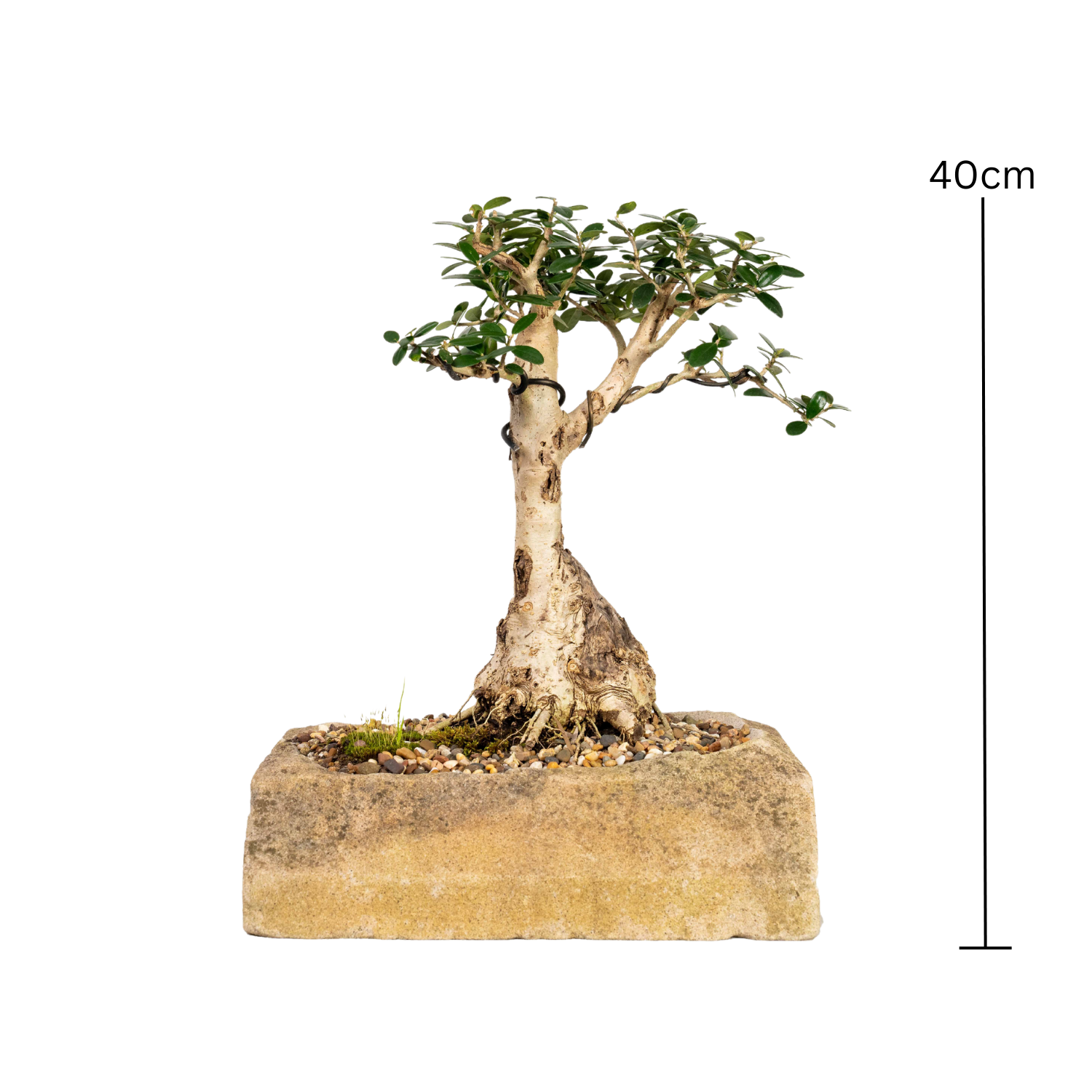 Asian Olive Bonsai (1993)