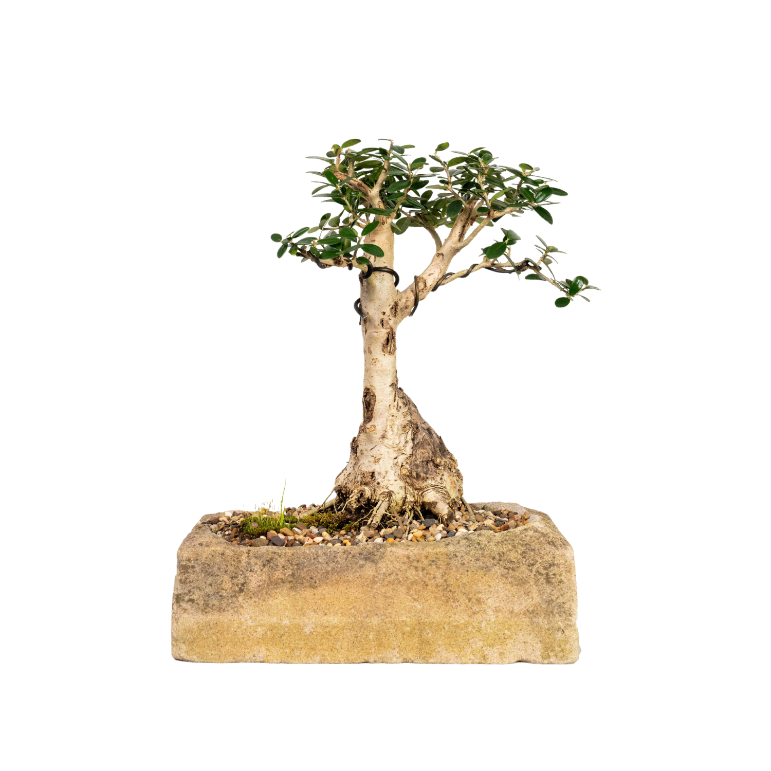 Asian Olive Bonsai (1993)