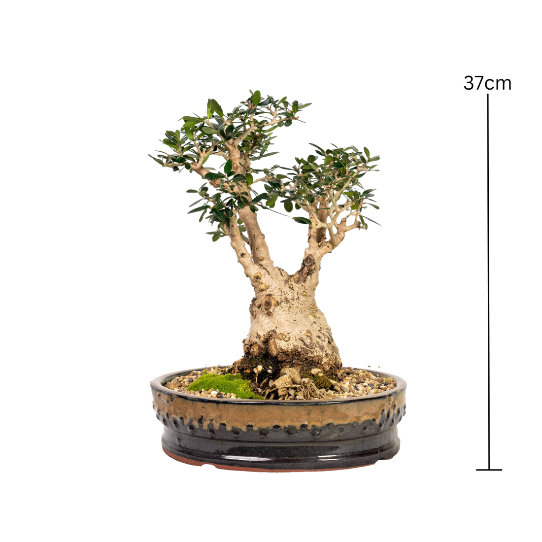 Asian Olive Bonsai (1980)