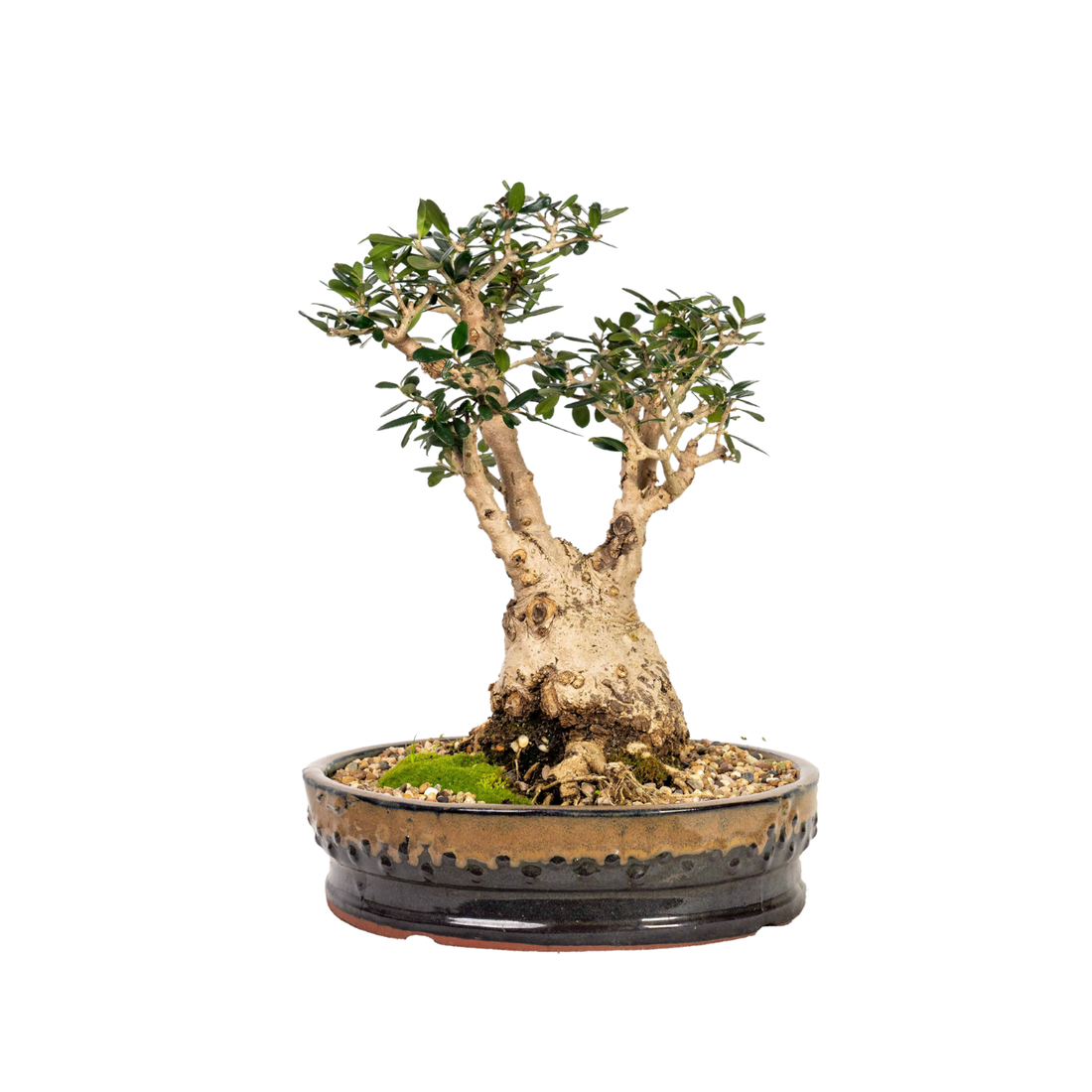 Asian Olive Bonsai (1980)