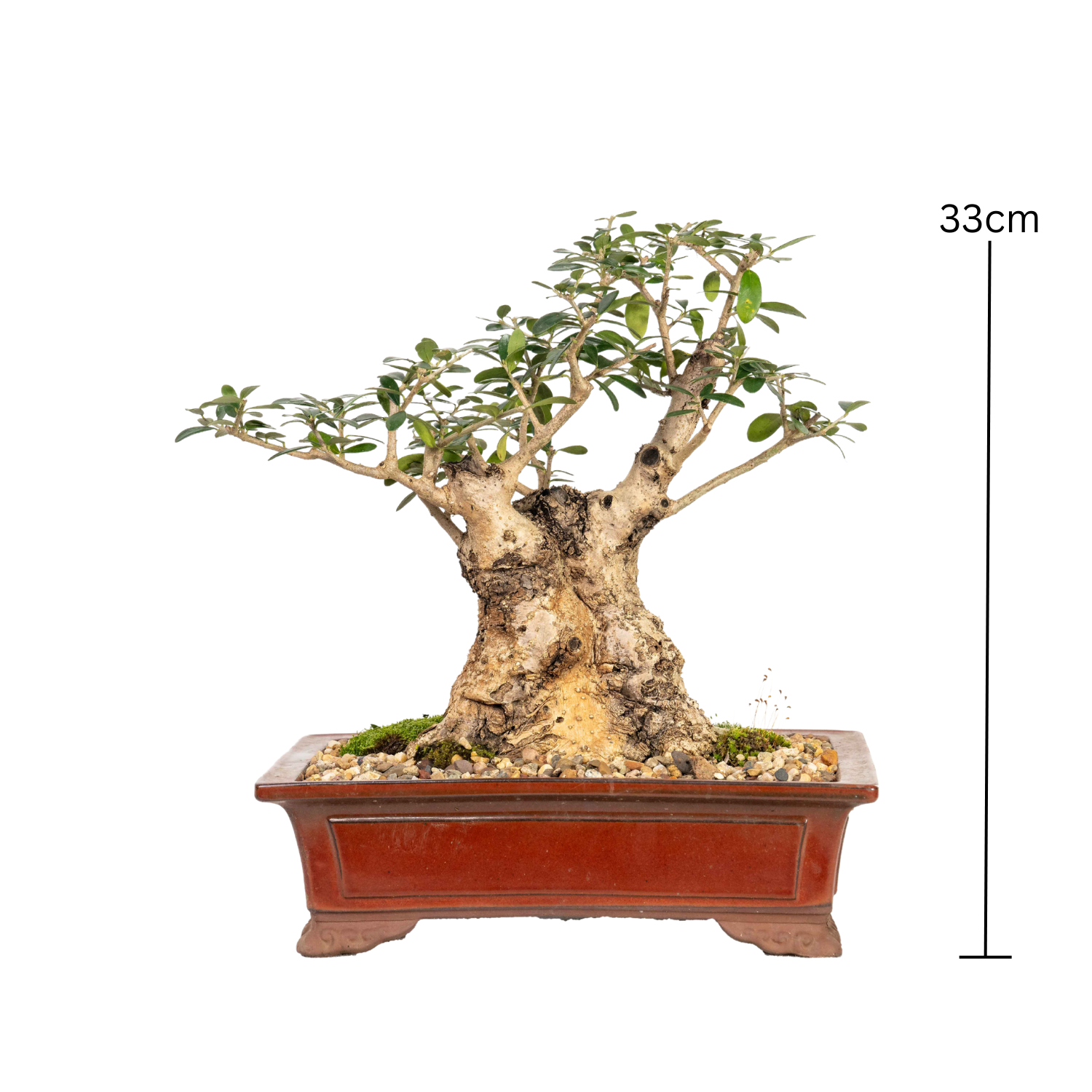 Asian Olive Bonsai (1982)