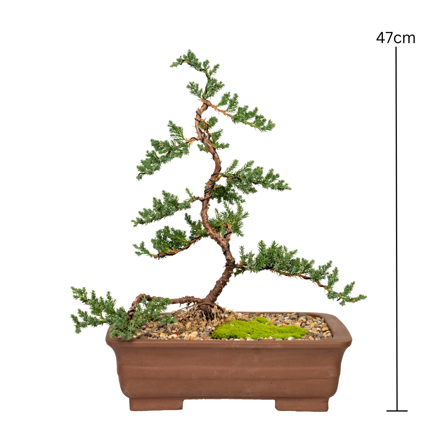 Juniper Bonsai (2012)