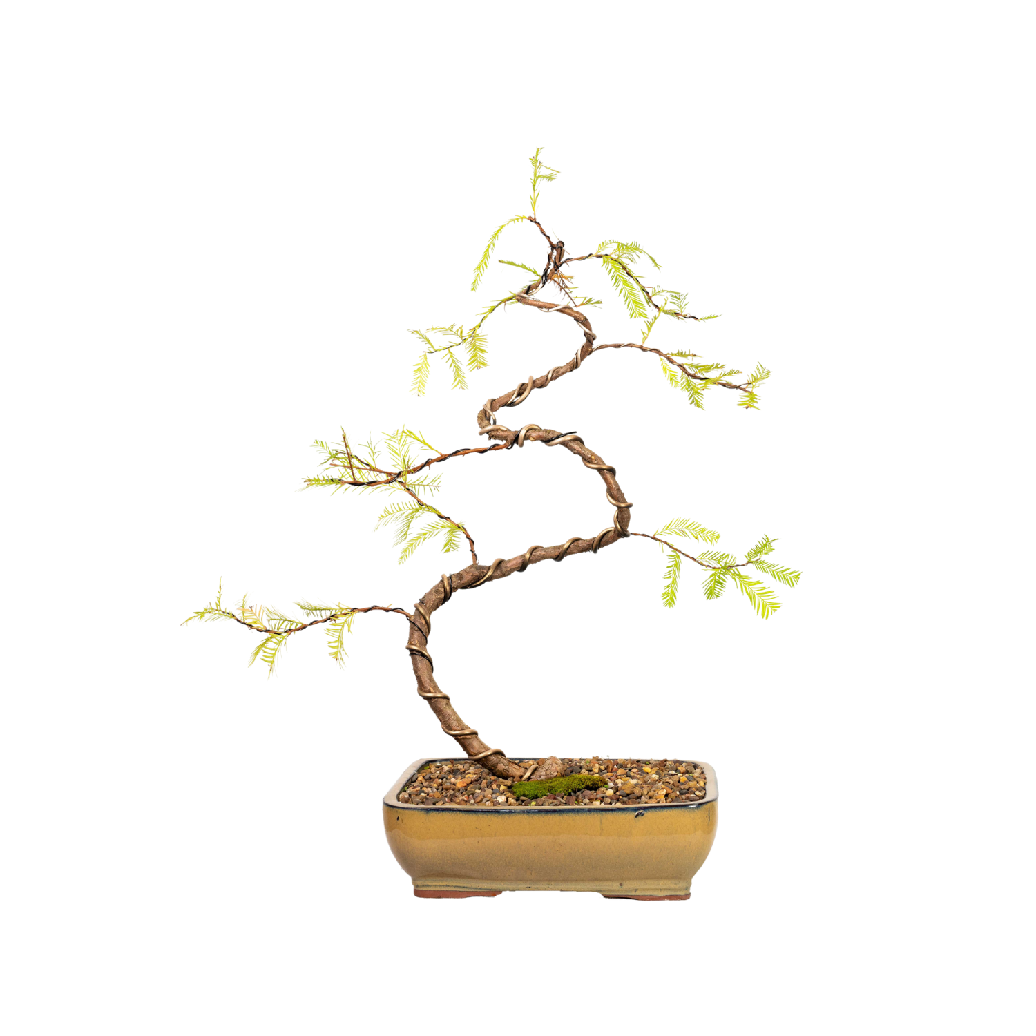 Swamp Cypress Bonsai (2005)