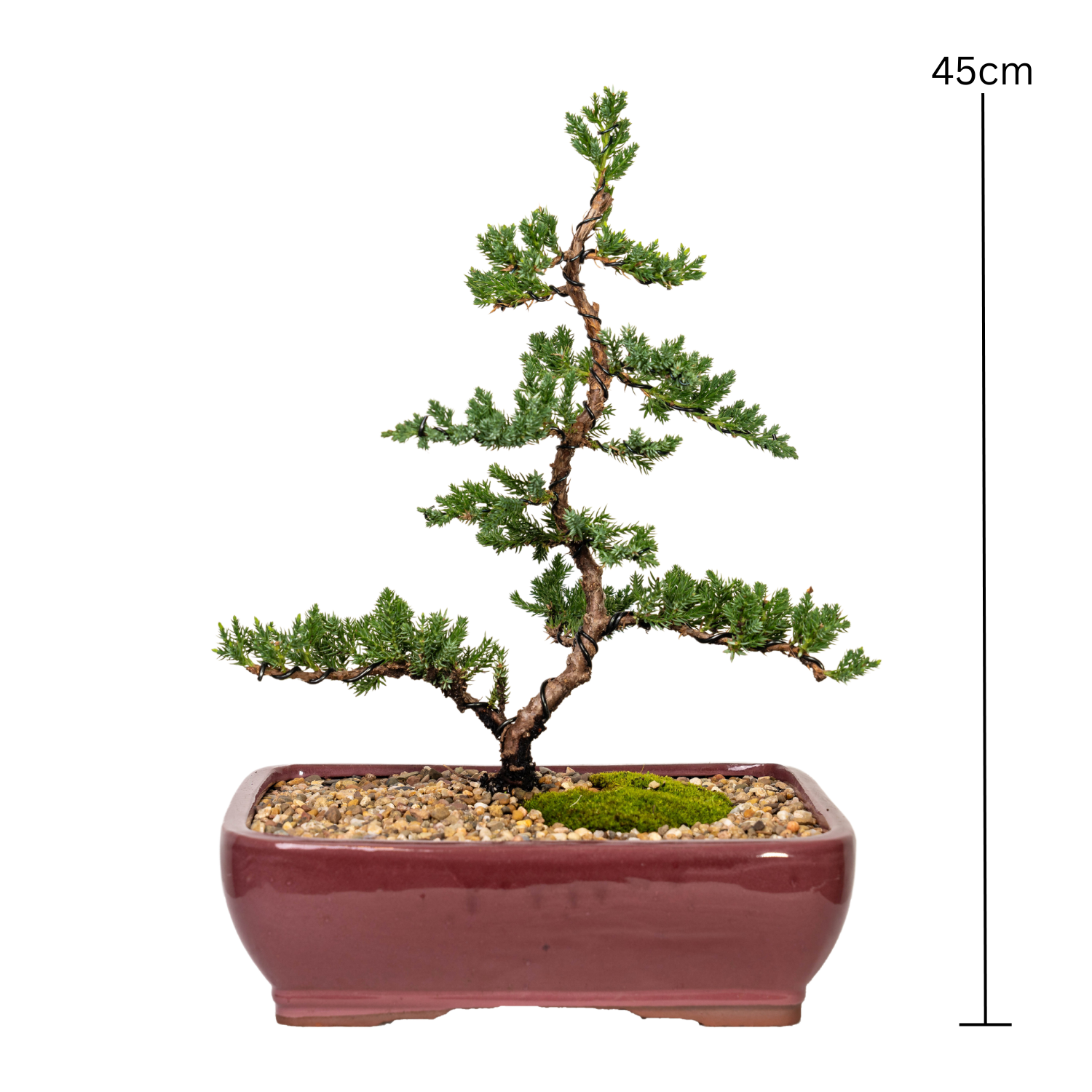 Juniper Bonsai (2012)
