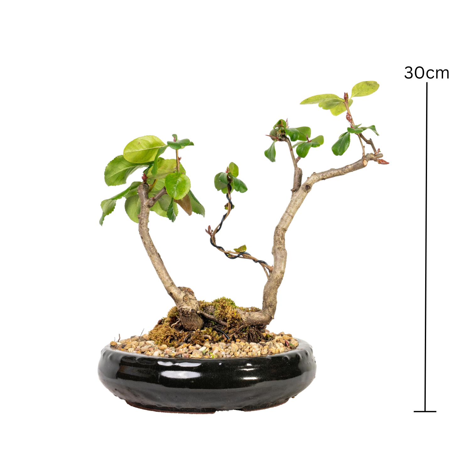 Flowering Quince Bonsai (2008)