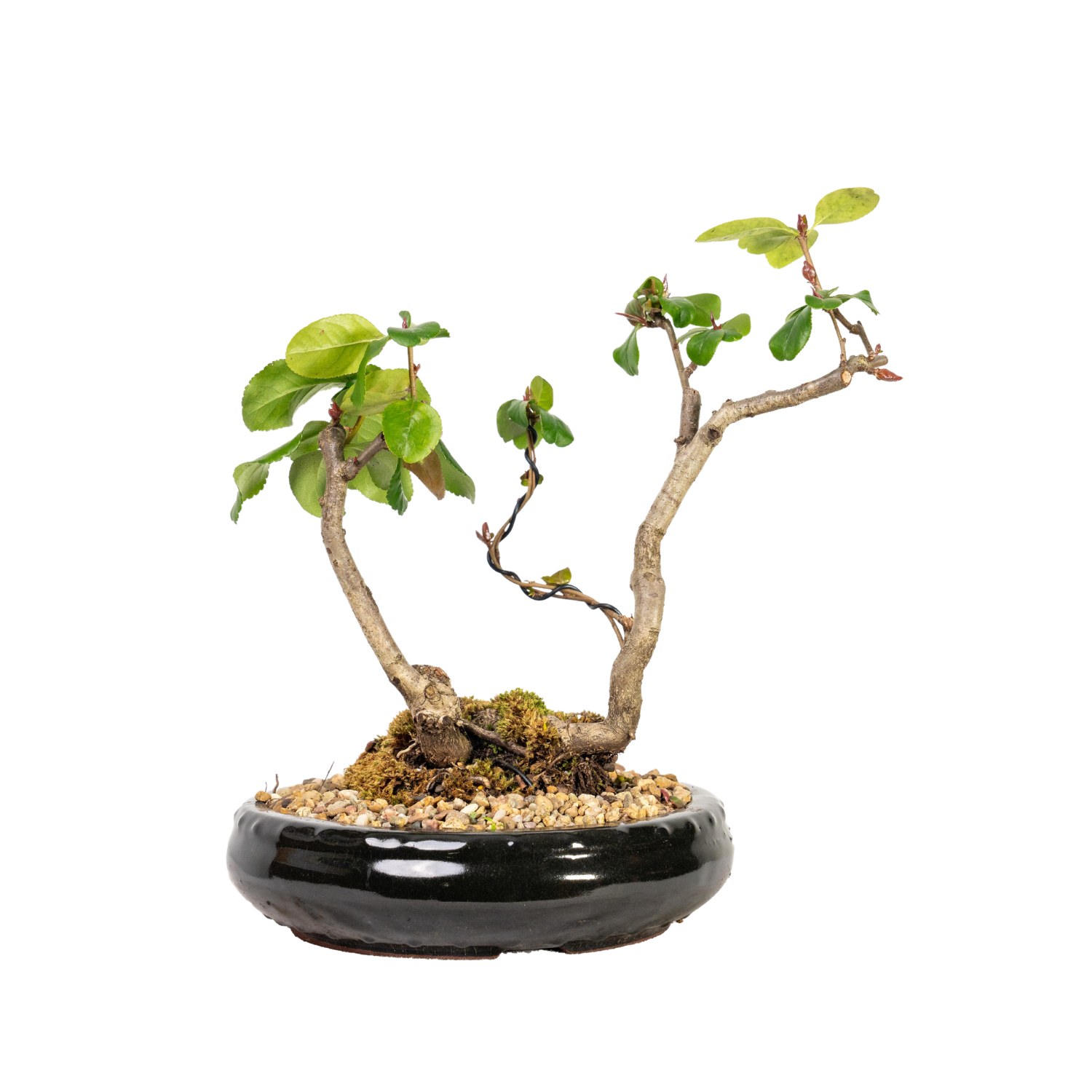 Flowering Quince Bonsai (2008)