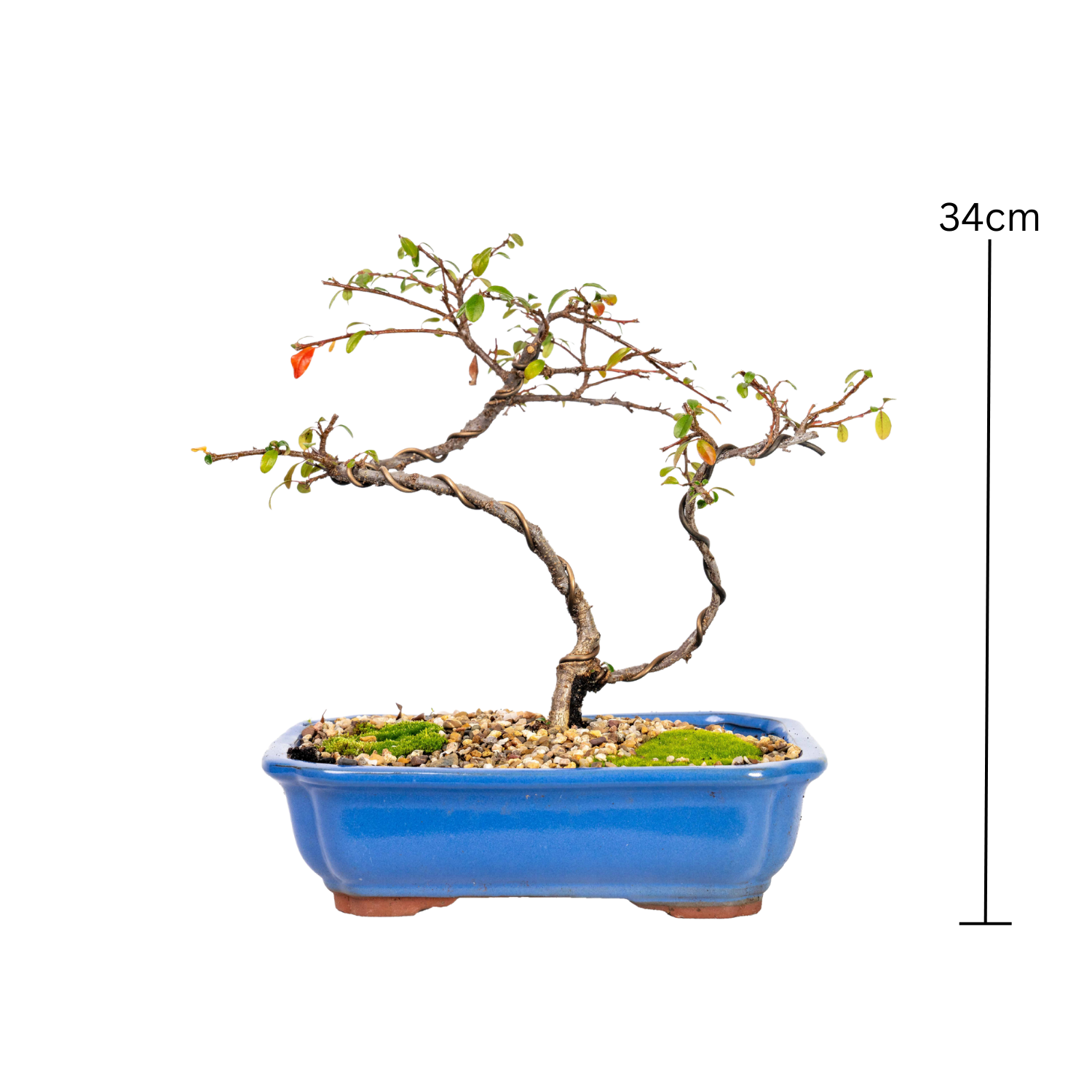 Japanese Rockspray Bonsai (2014)