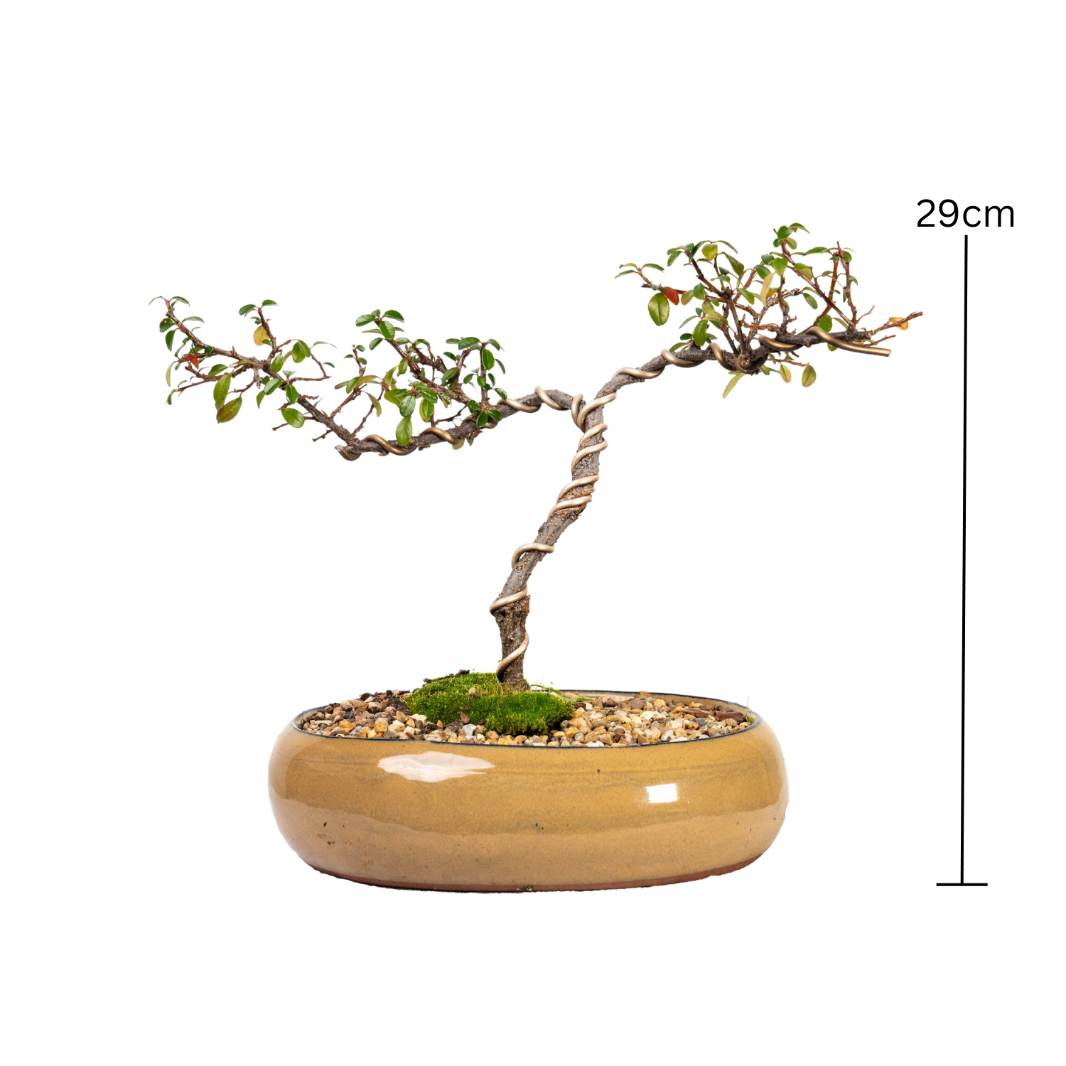 Cotoneaster Bonsai (2014)