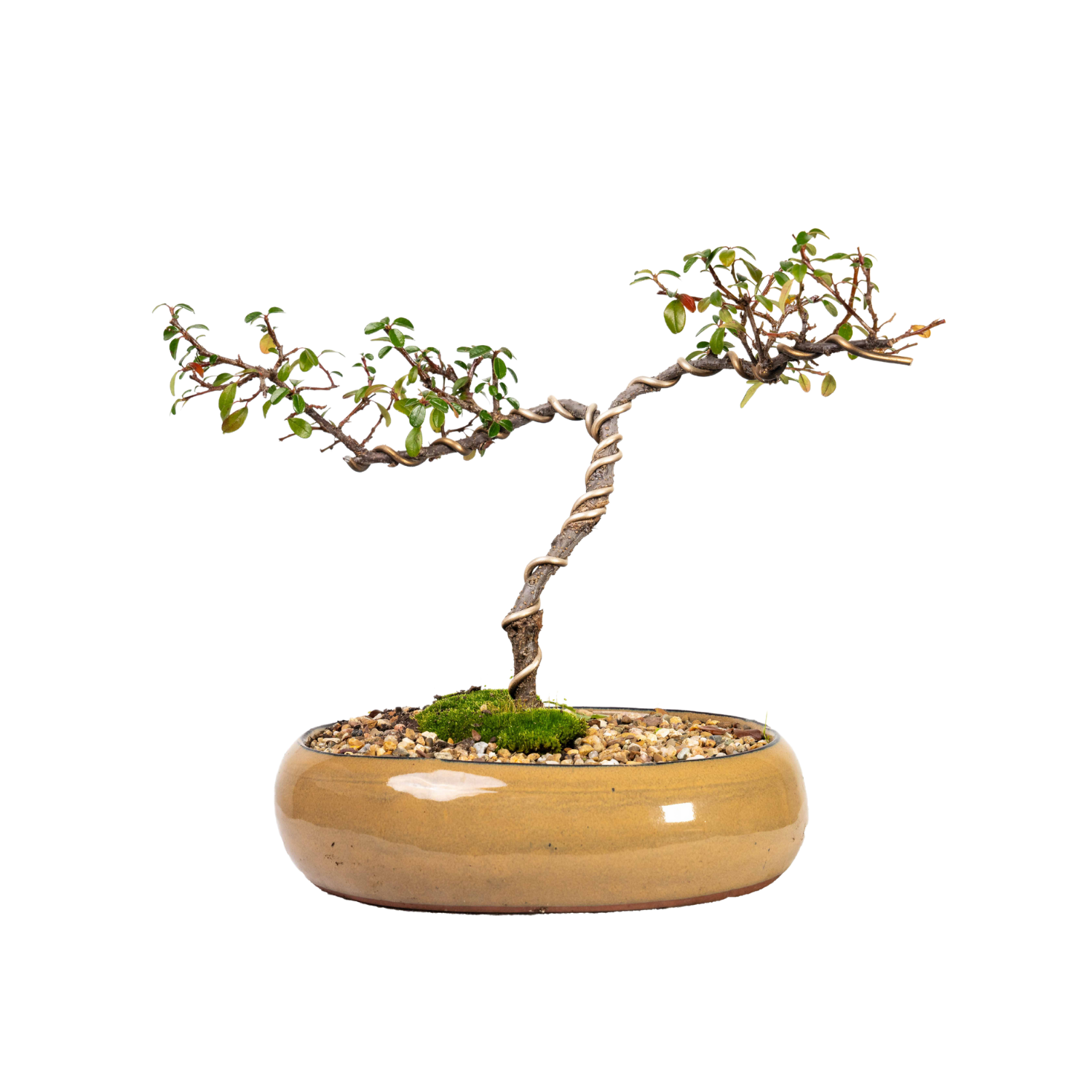 Cotoneaster Bonsai (2014)
