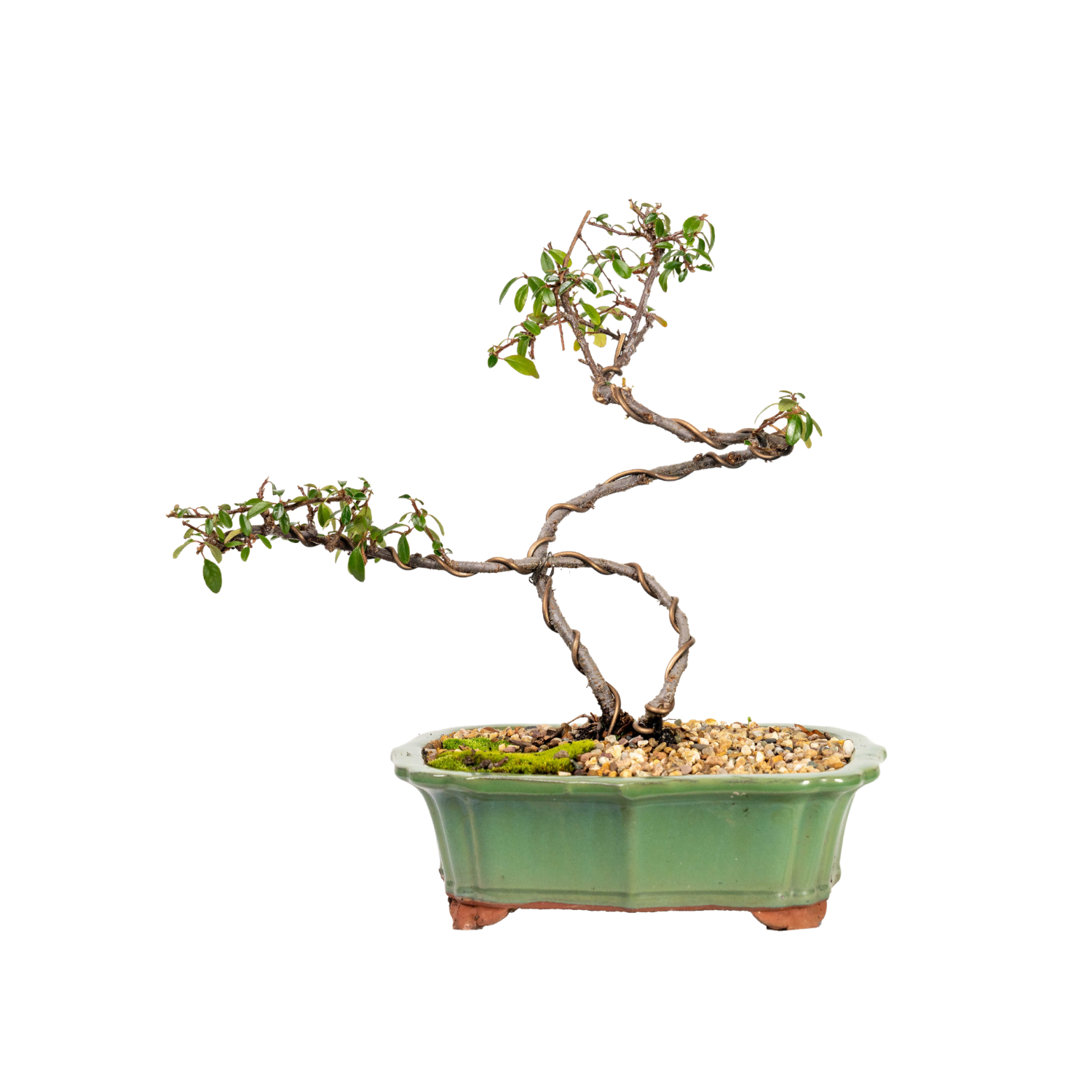 Cotoneaster Bonsai (2013)