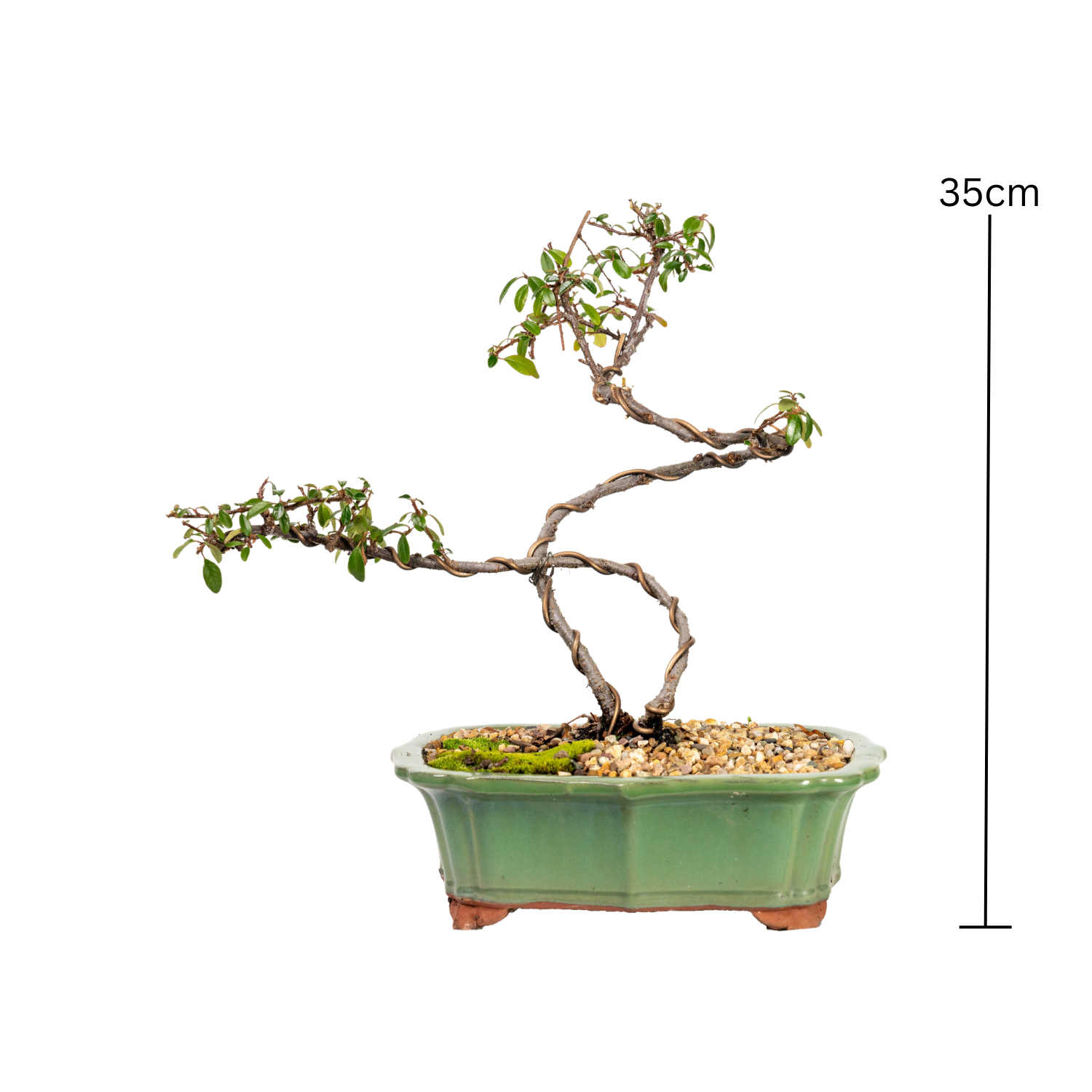 Japanese Rockspray Bonsai (2013)