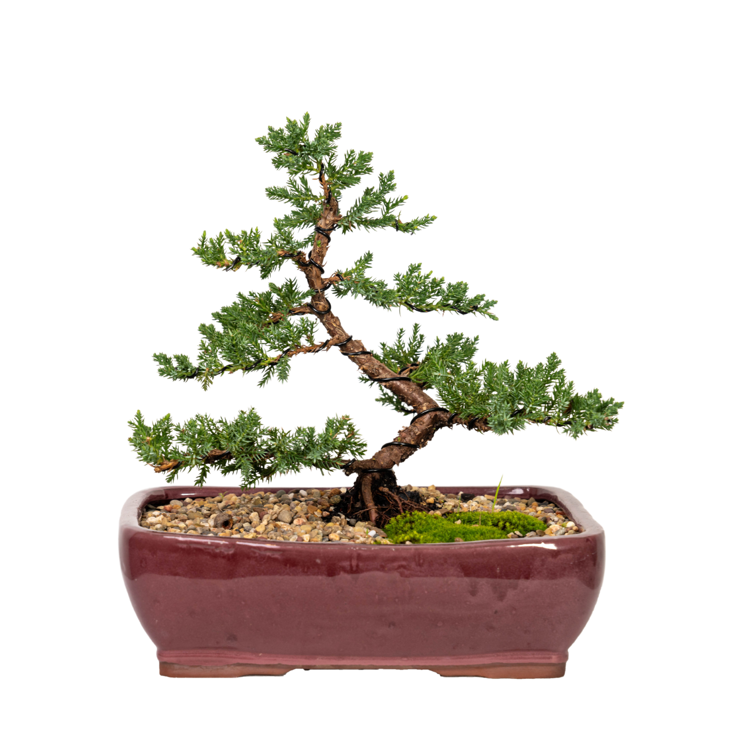 Juniper Bonsai (2011)