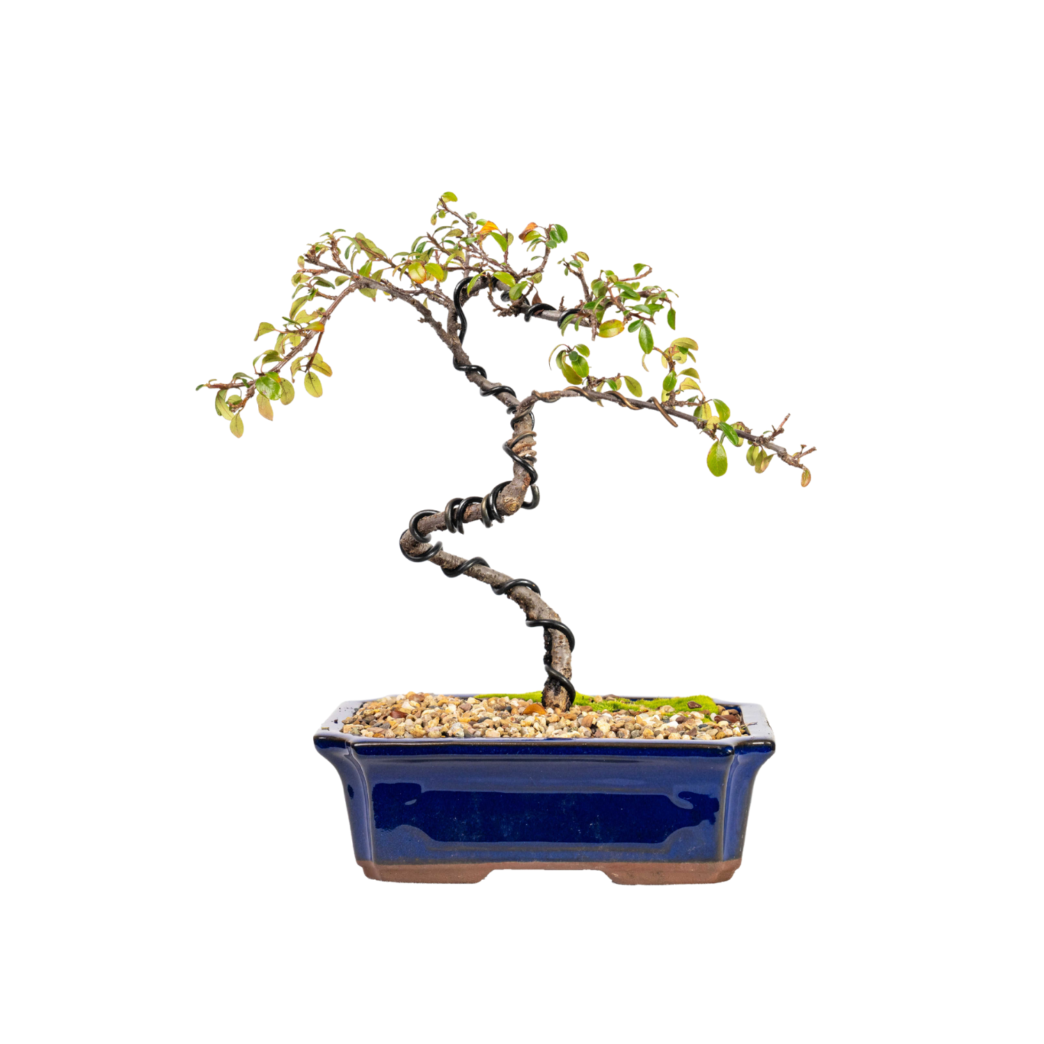 Cotoneaster Bonsai (2013)