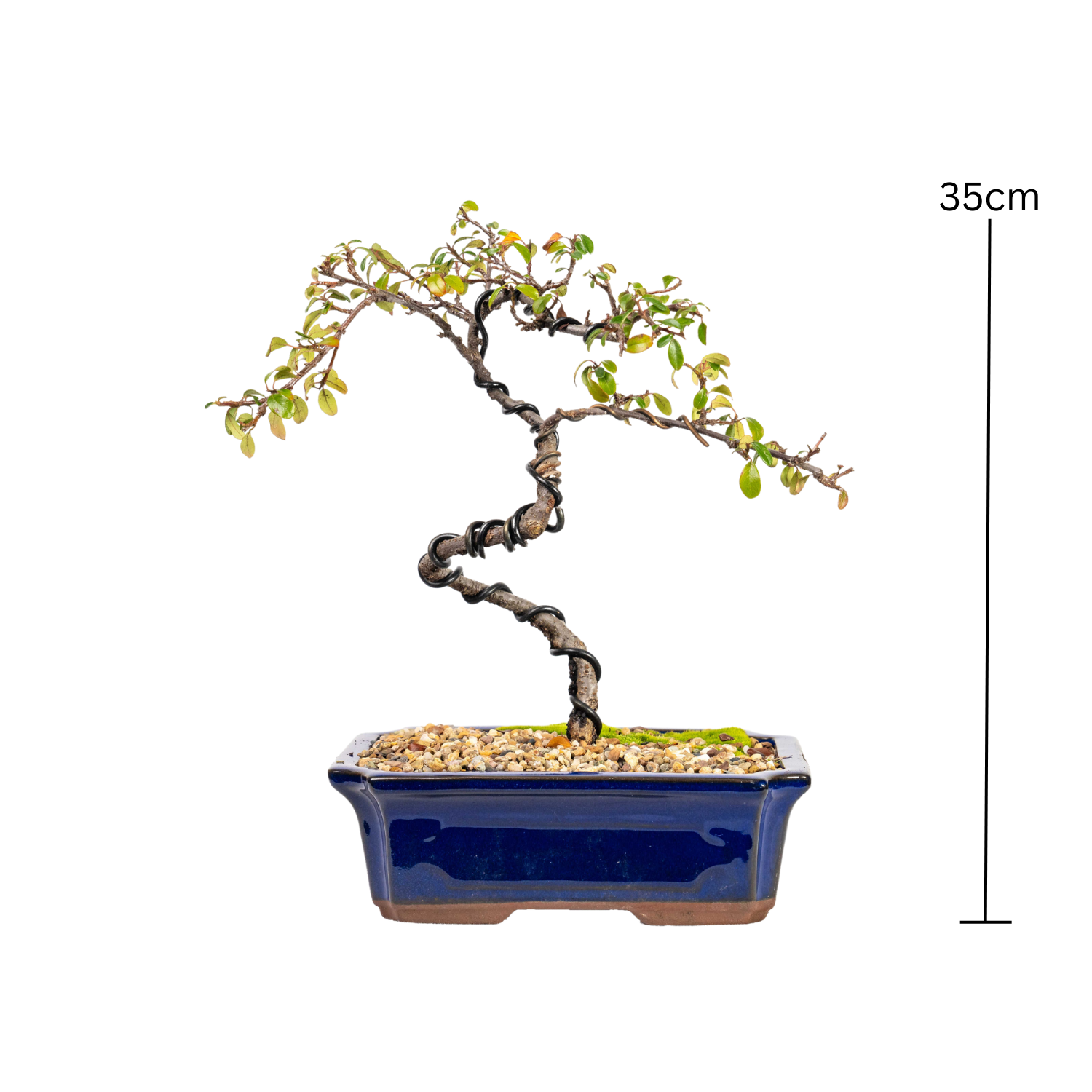Japanese Rockspray Bonsai (2013)