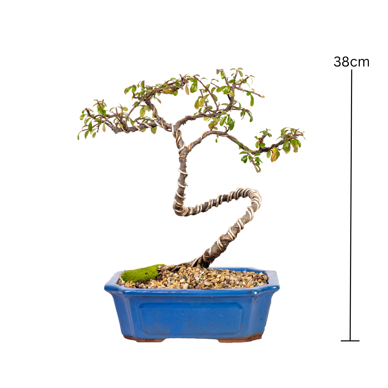 Cotoneaster Bonsai (2012)