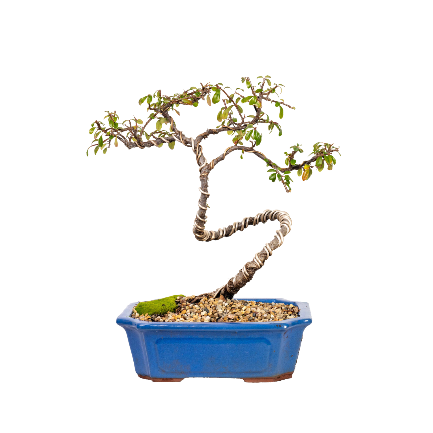 Cotoneaster Bonsai (2012)