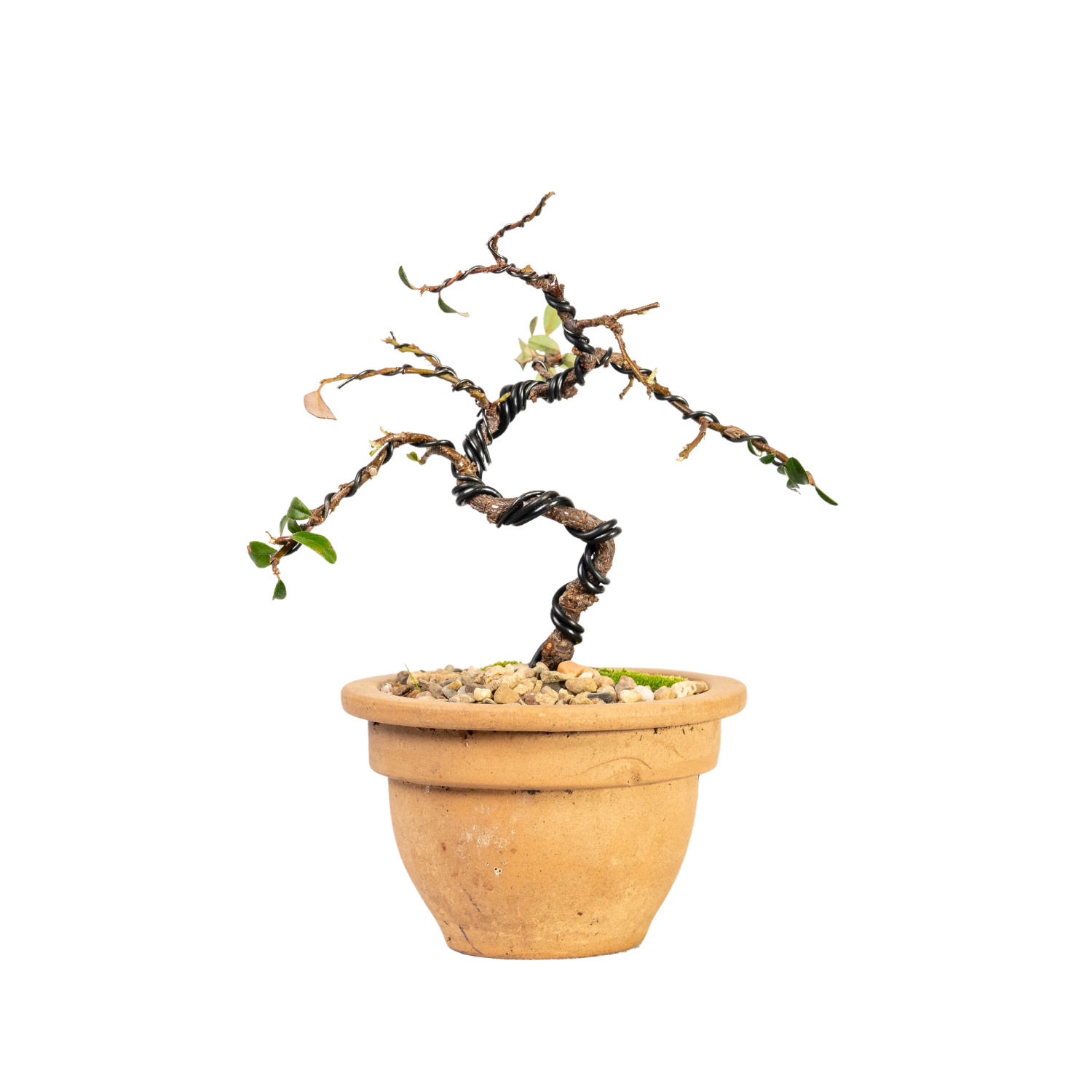 Cotoneaster Bonsai (2017)