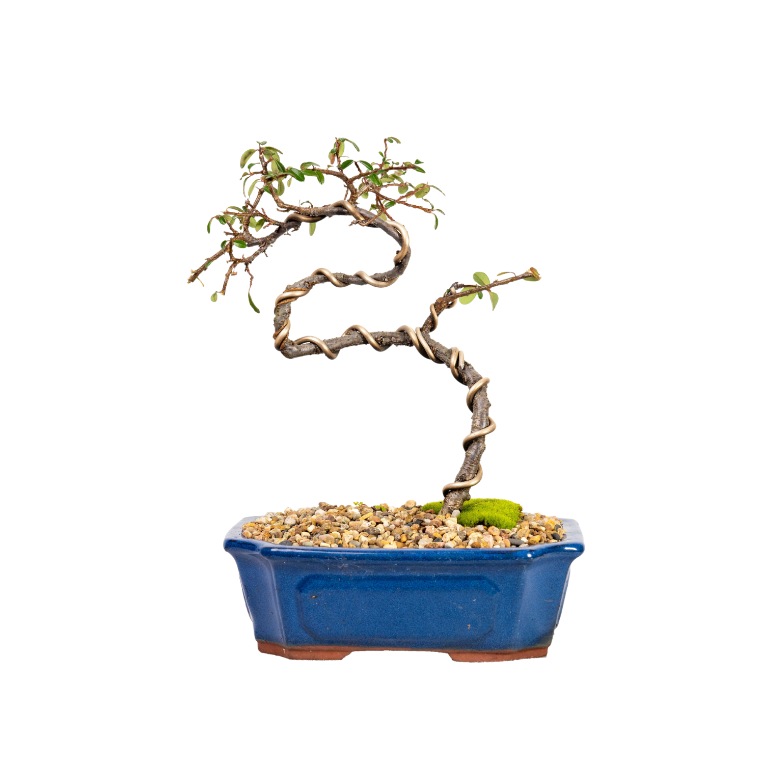 Cotoneaster Bonsai (2013)