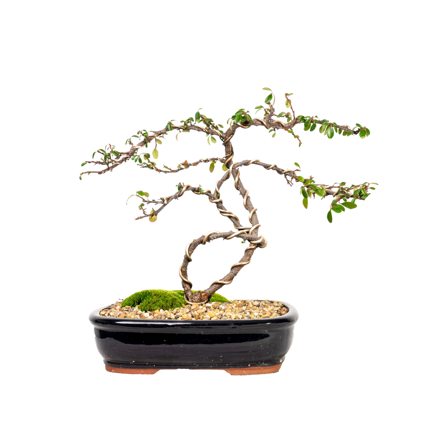 Cotoneaster Bonsai (2013)