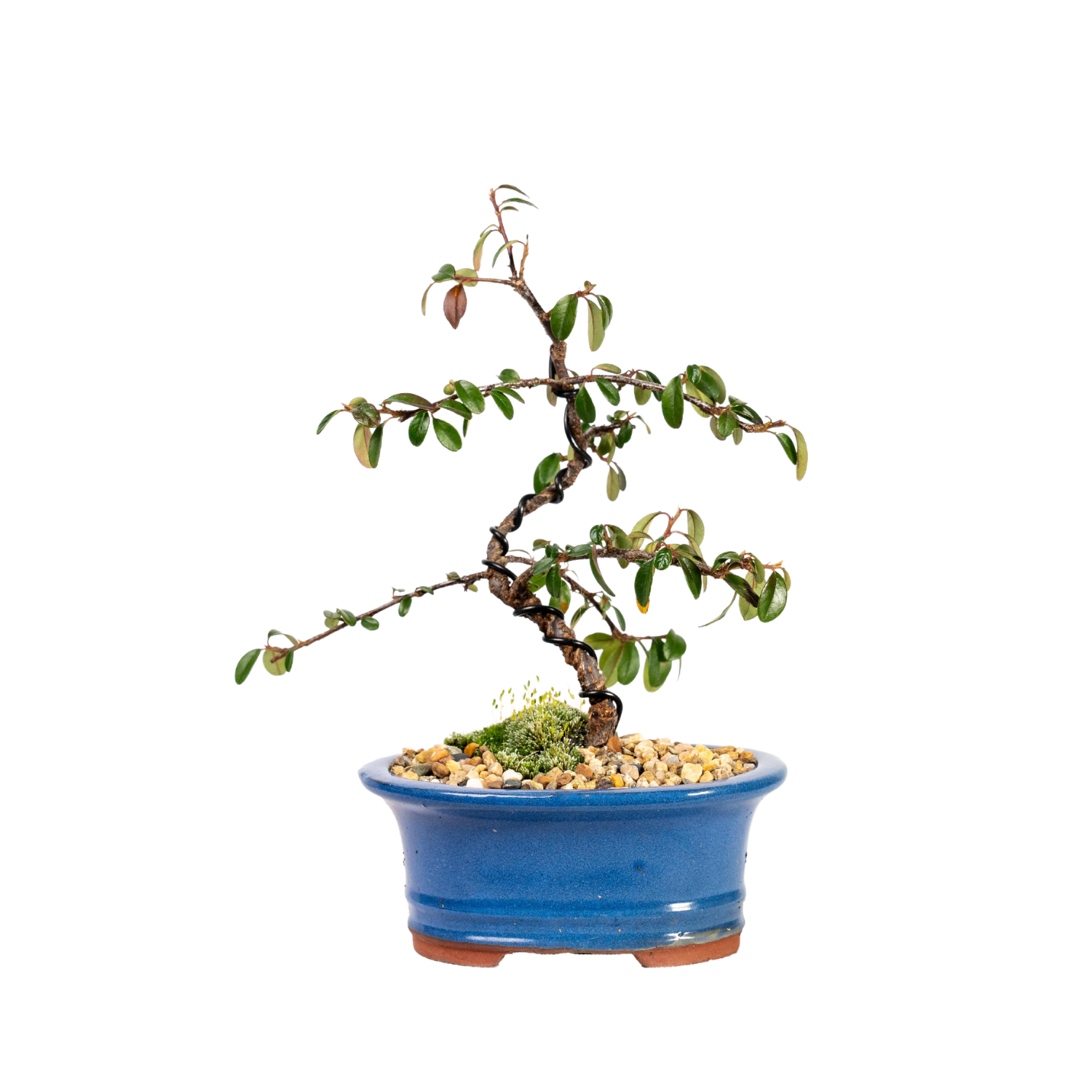 Cotoneaster Bonsai (2018)