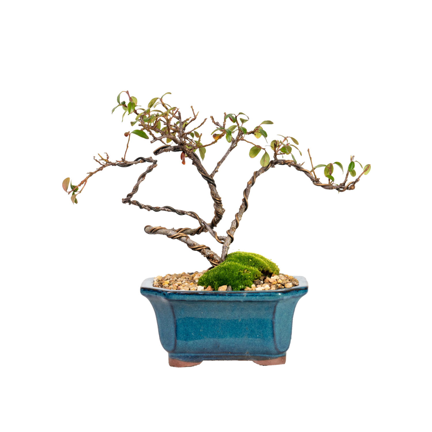 Cotoneaster Bonsai (2015)