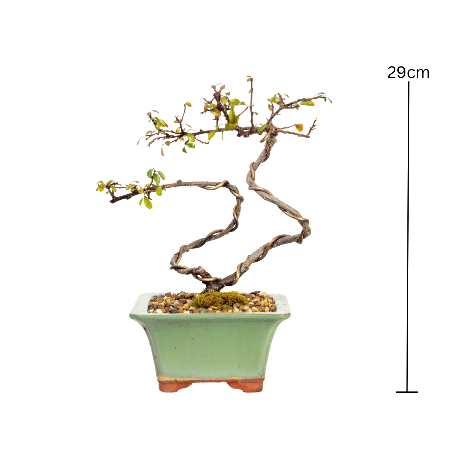 Cotoneaster Bonsai (2015)